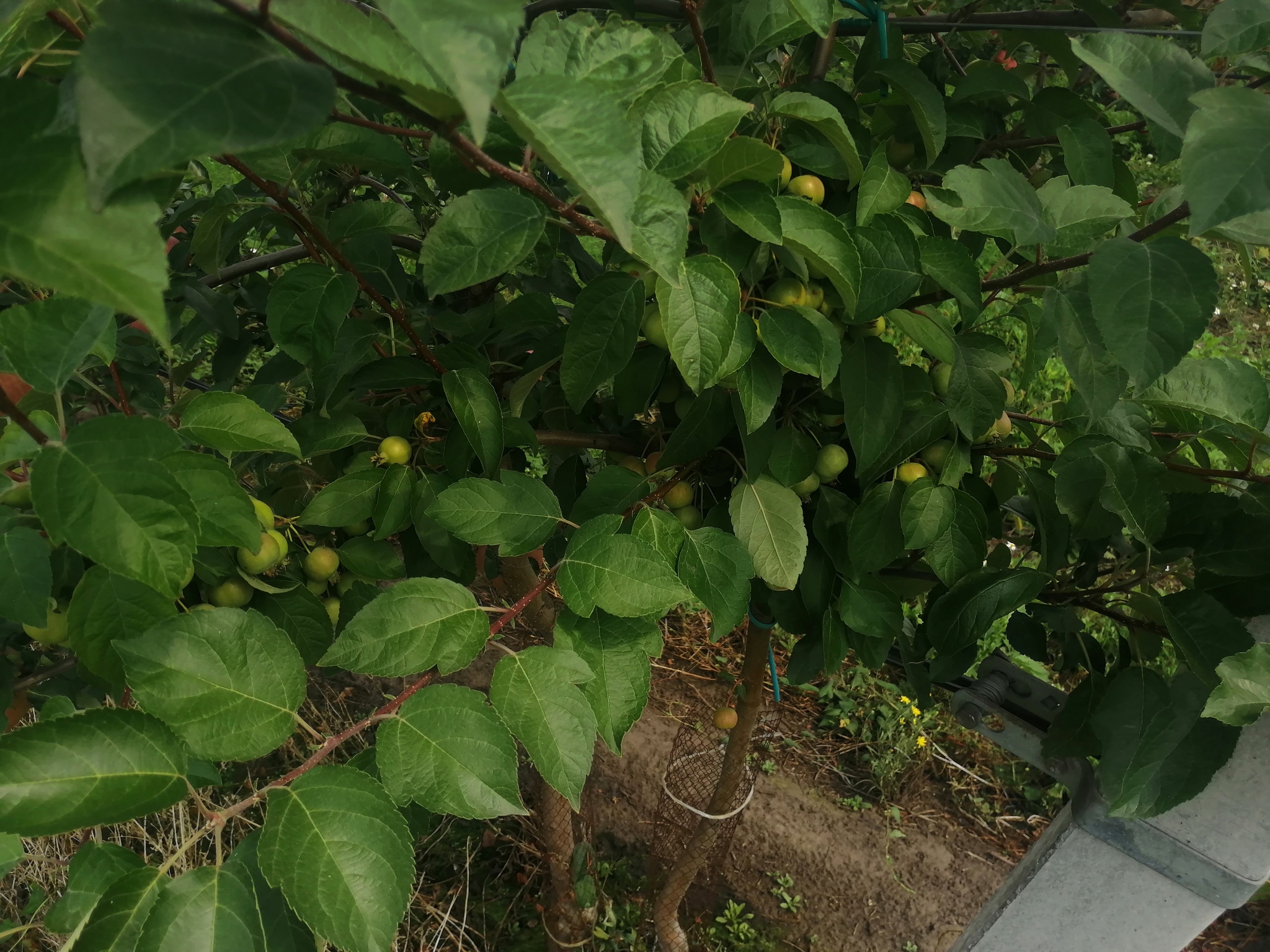 Orchards, apples, photos - Сельское хозяйство, Progressive crop production, Garden, Apple tree, Apples, Saplings, Longpost