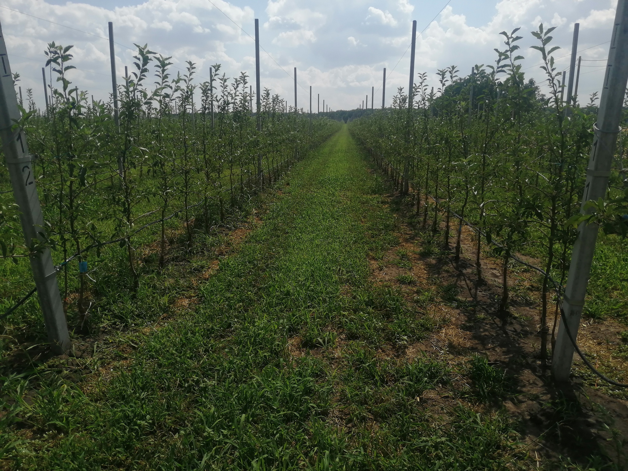 Orchards, apples, photos - Сельское хозяйство, Progressive crop production, Garden, Apple tree, Apples, Saplings, Longpost