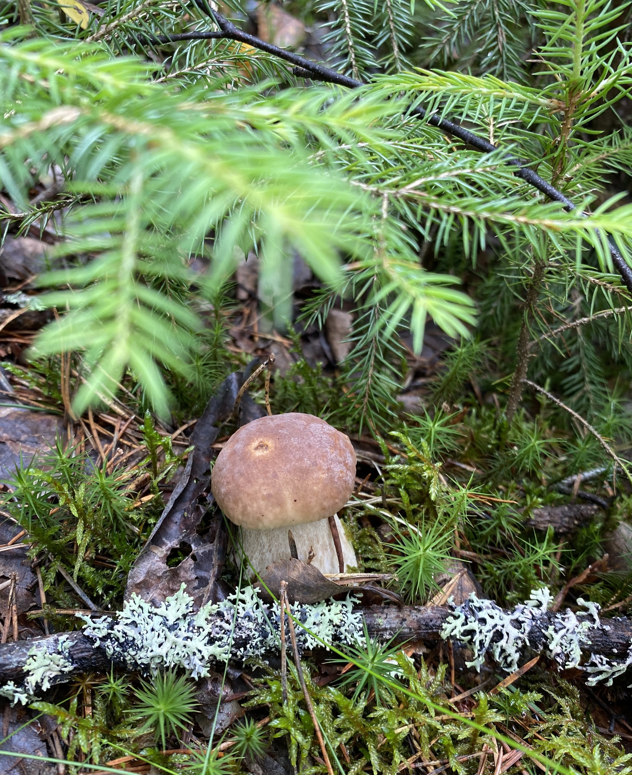 Silent hunt - My, Silent hunt, Mushrooms, Forest, Longpost