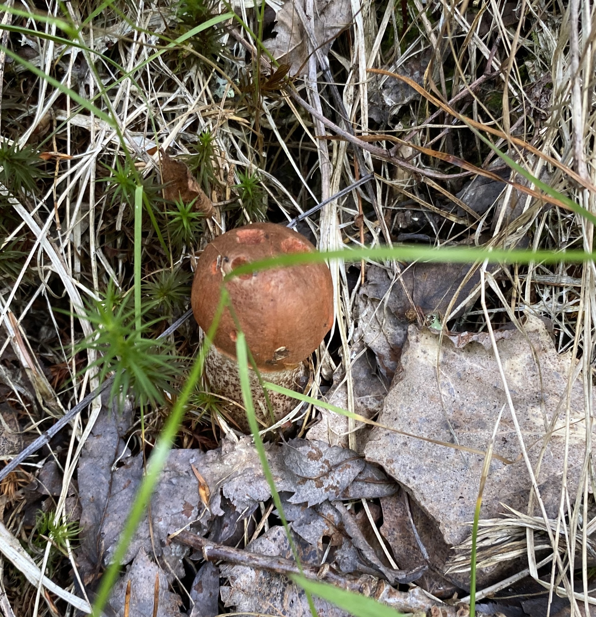 Silent hunt - My, Silent hunt, Mushrooms, Forest, Longpost