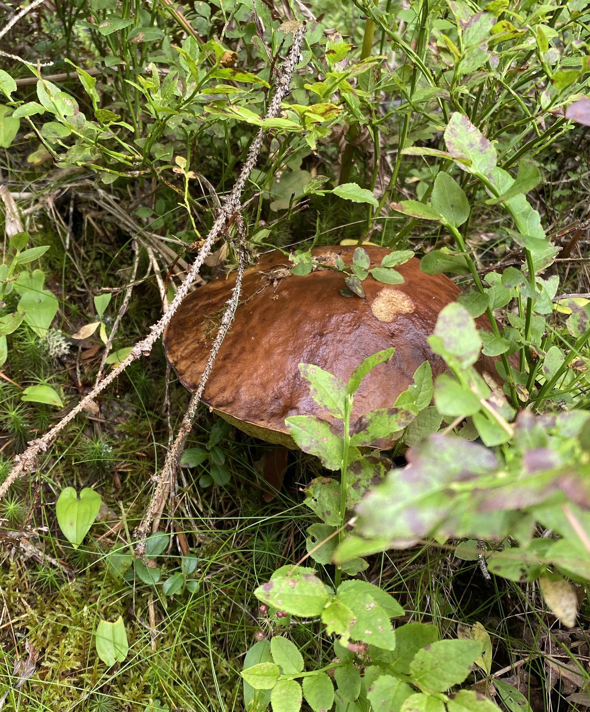 Silent hunt - My, Silent hunt, Mushrooms, Forest, Longpost