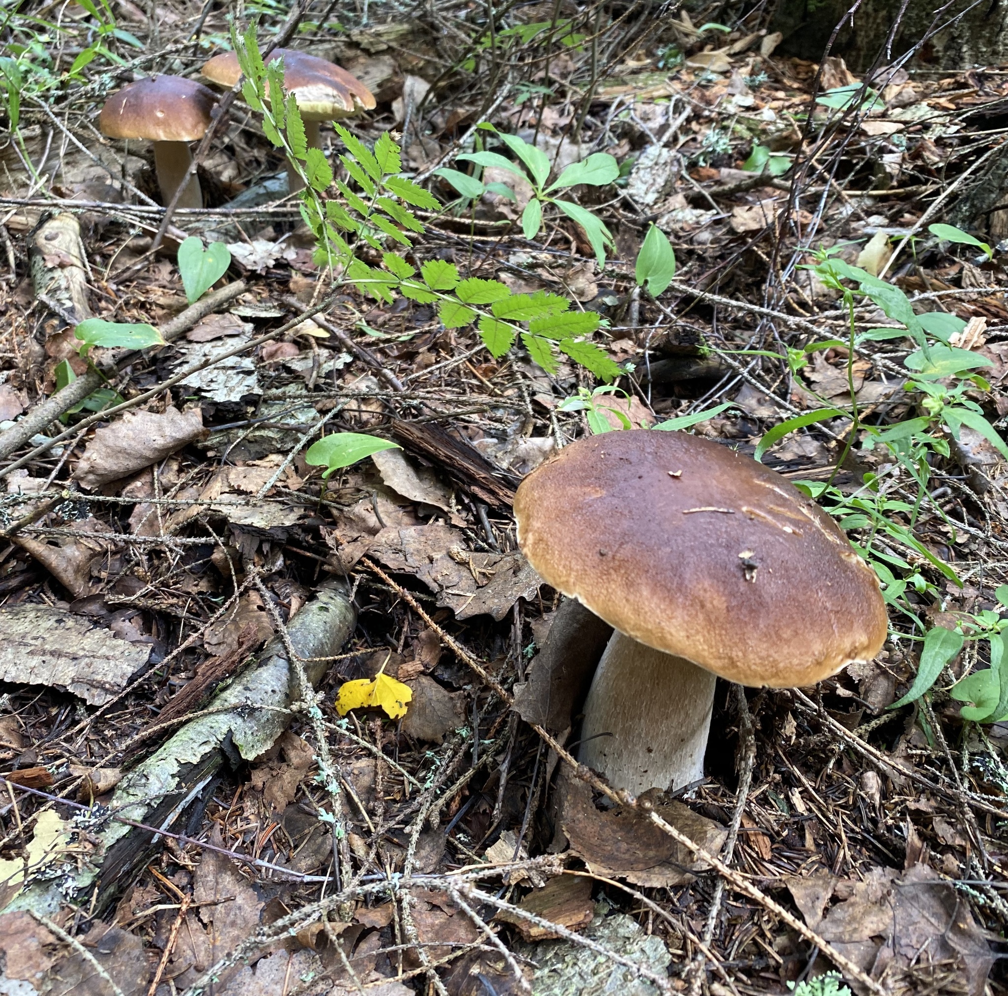 Silent hunt - My, Silent hunt, Mushrooms, Forest, Longpost