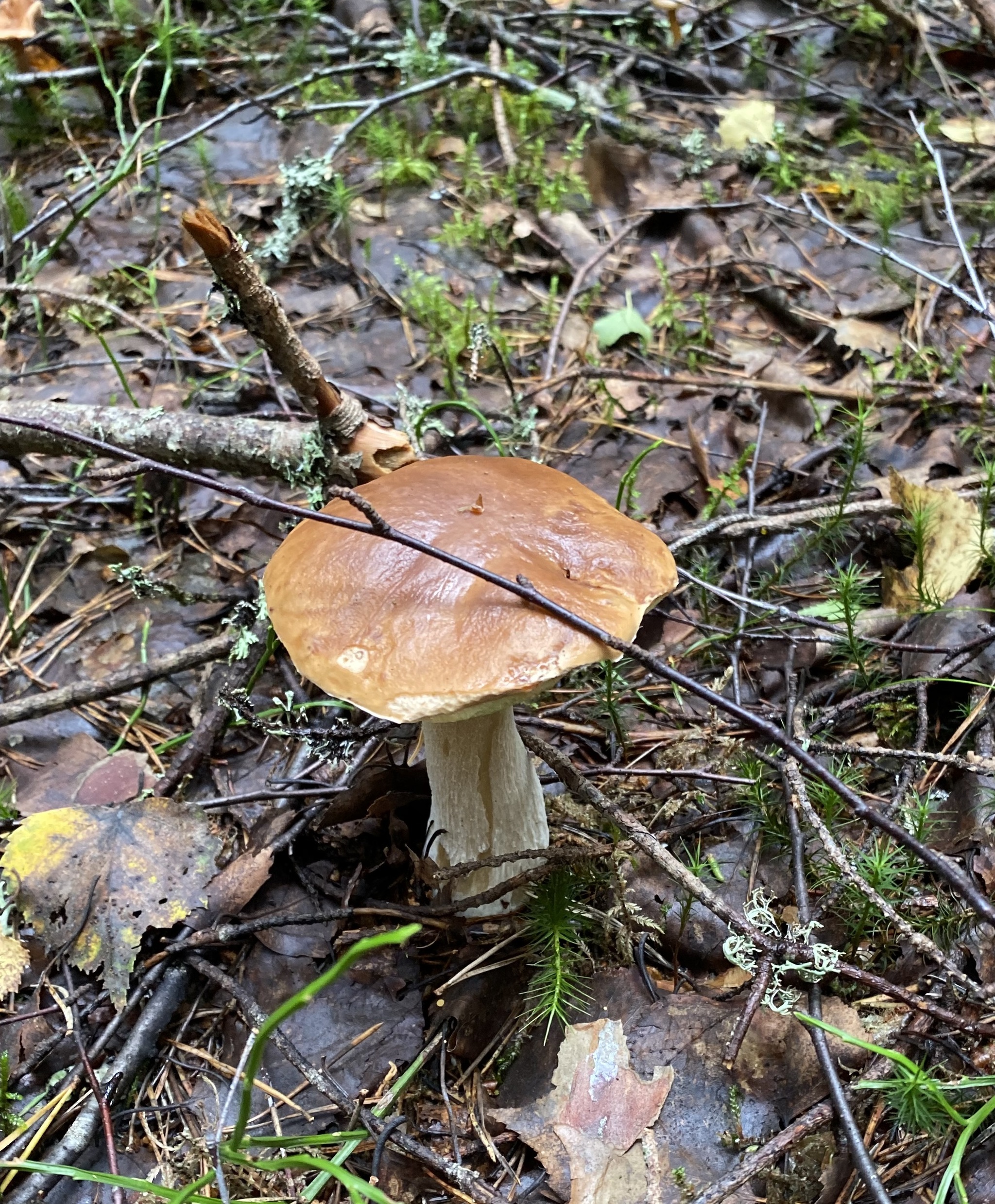 Silent hunt - My, Silent hunt, Mushrooms, Forest, Longpost