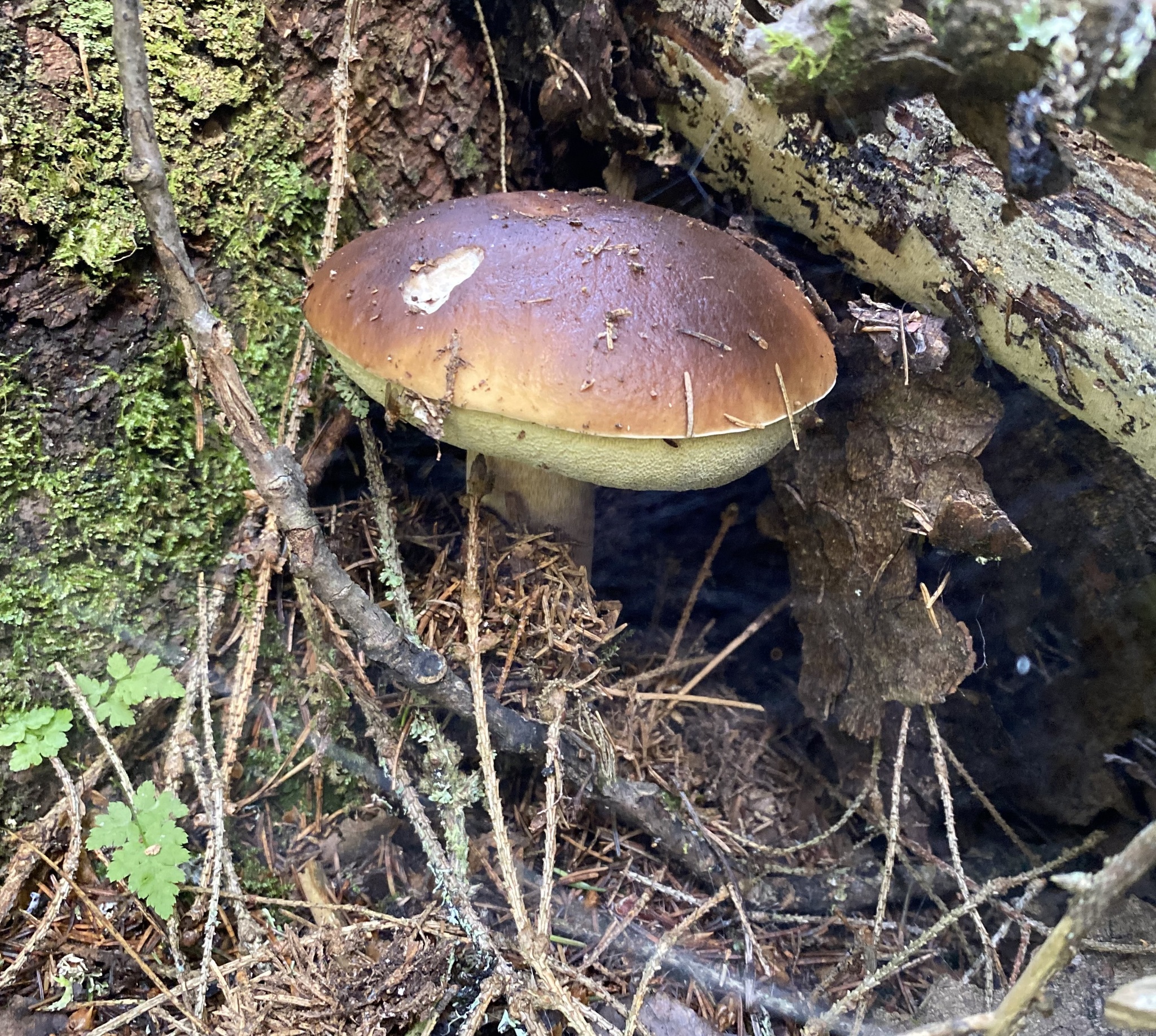 Silent hunt - My, Silent hunt, Mushrooms, Forest, Longpost