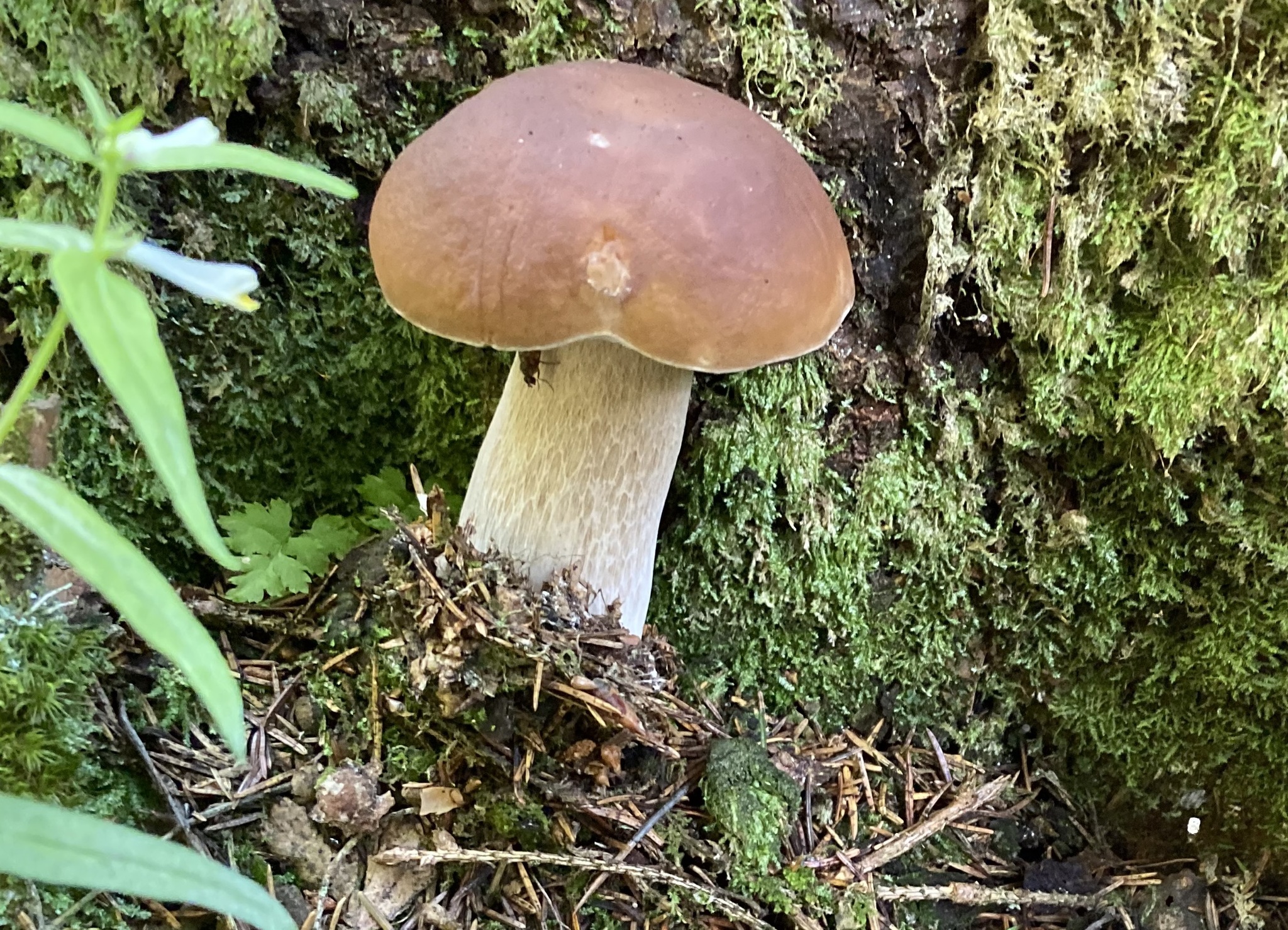 Silent hunt - My, Silent hunt, Mushrooms, Forest, Longpost