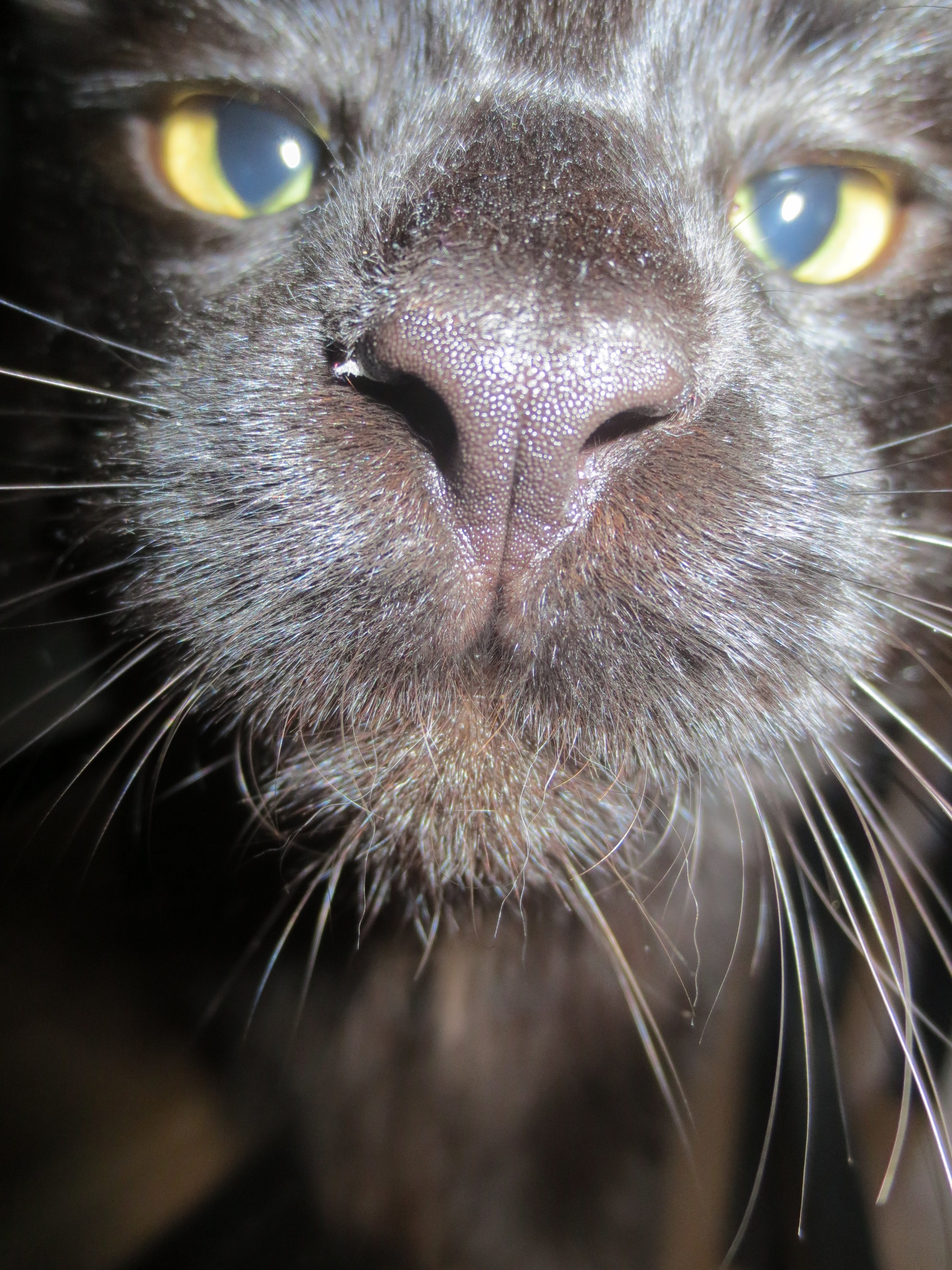 cat day - cat, Black cat, The photo, Maine Coon, Longpost, Cat Day