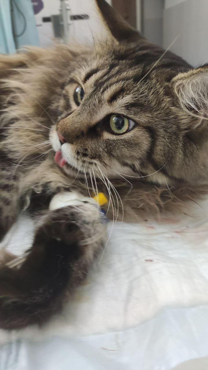 The cat is sick - My, Maine Coon, Operation, Longpost, cat