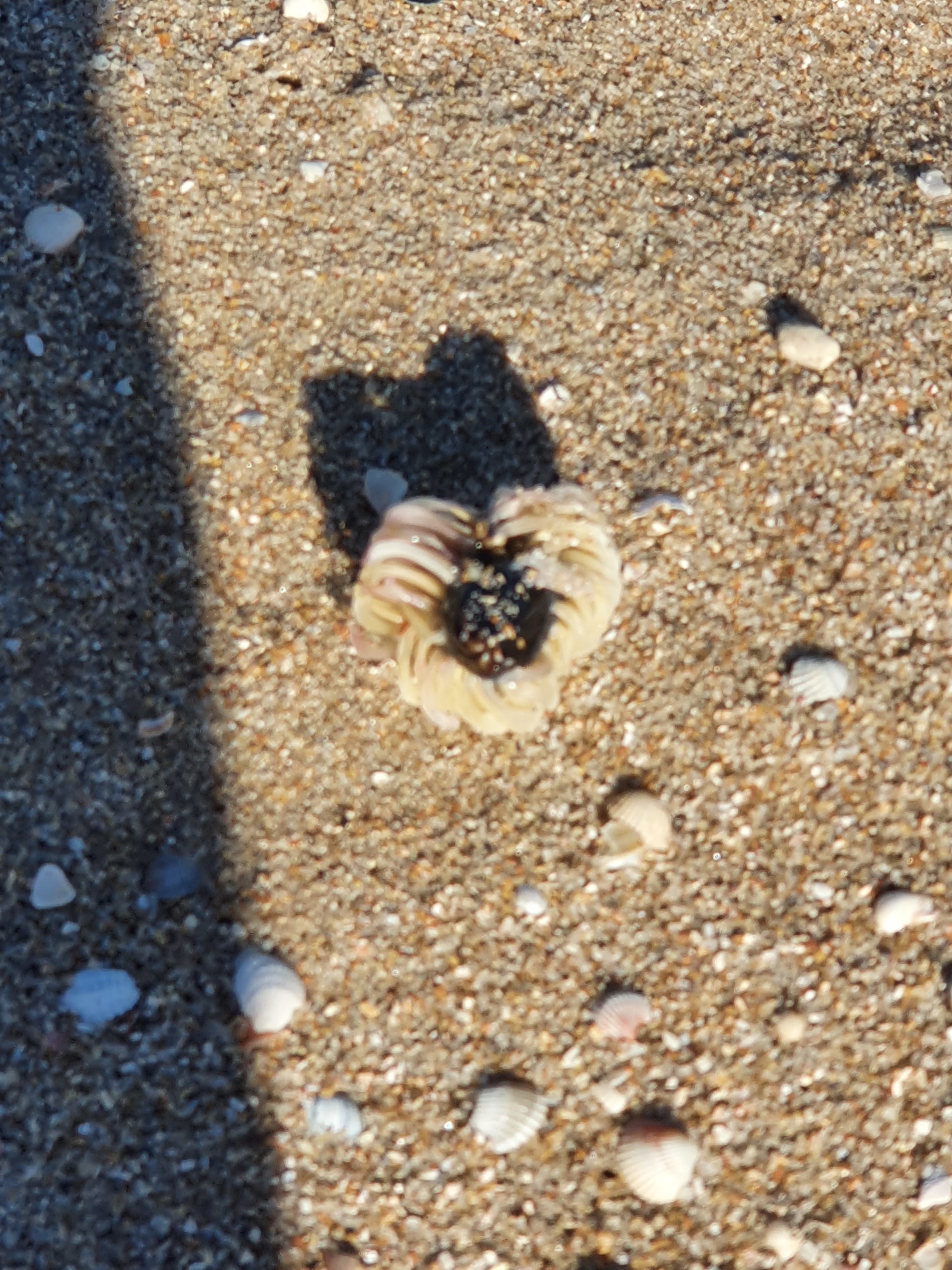 What kind of animal? - My, Berdyansk, Jellyfish, Longpost