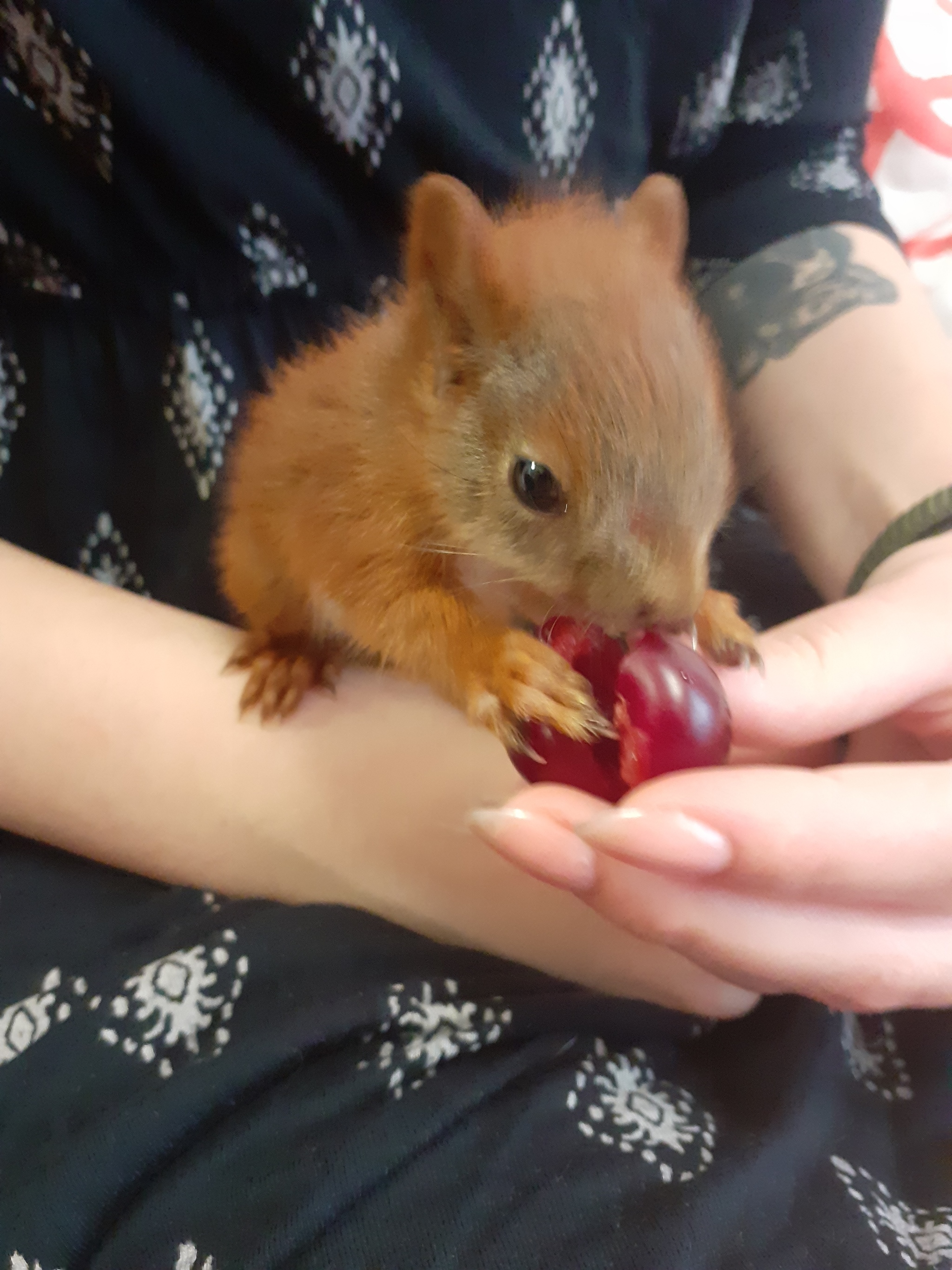 Diet of the squirrel Bulka :) - My, Squirrel, Pet, Food, Animals, Pets, Tail, Milota, Video, Longpost