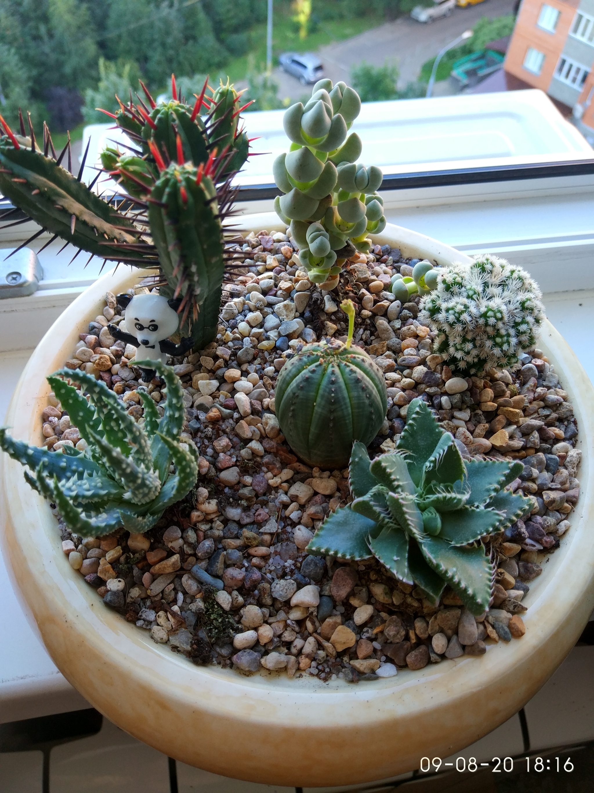 My hobby after work (Succulents) - My, Plants, Handmade, crazy hands, Hobby, Longpost, Succulents