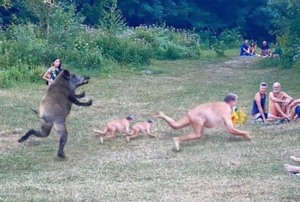 Rare shot: A man stole a laptop from a wild boar. Chase - Switched places, Погоня