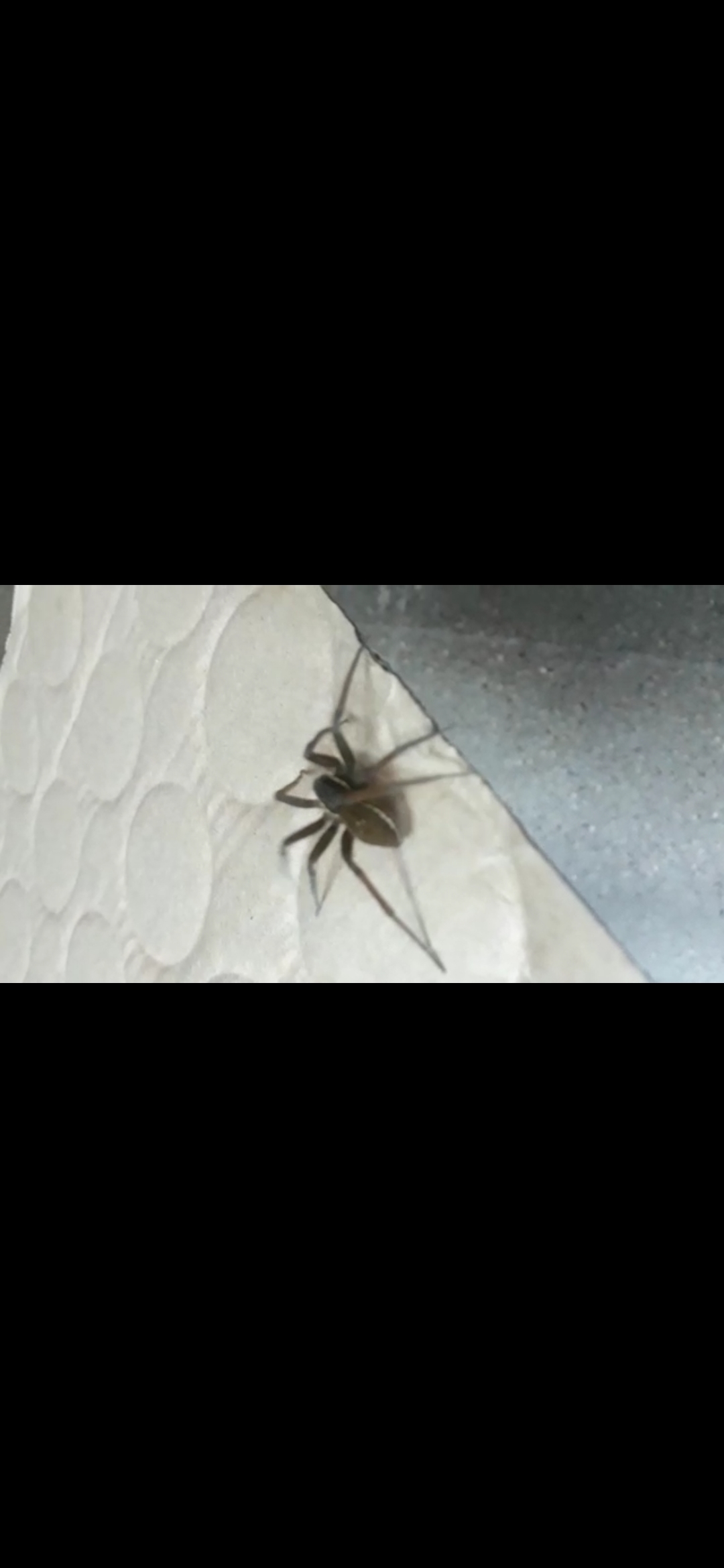 Please tell me what type of spider this is - My, Bird spiders, Spider, Help, What kind of breed, Video, Longpost