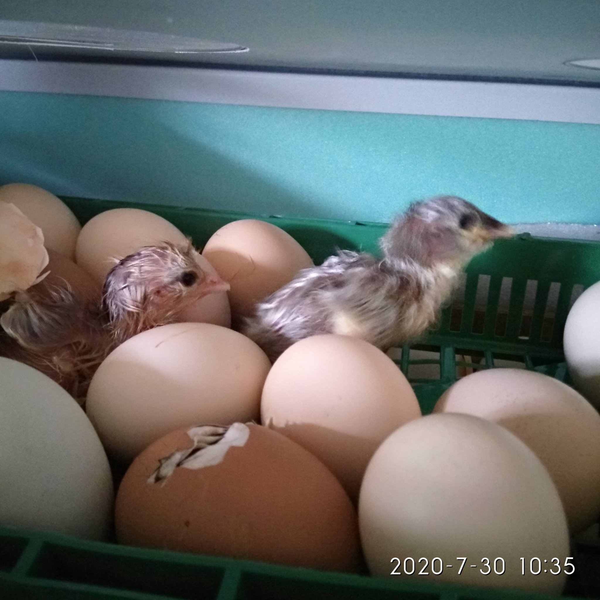 My first incubation - Incubation, Broilers, Layers, Hen, Incubator, Longpost