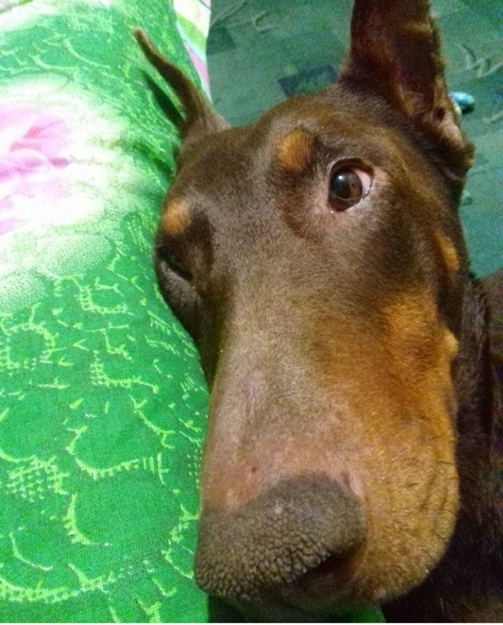 How I adopted an “adult dog”. And long treatment - My, Doberman, Dog, Veterinary, Longpost, Screenshot