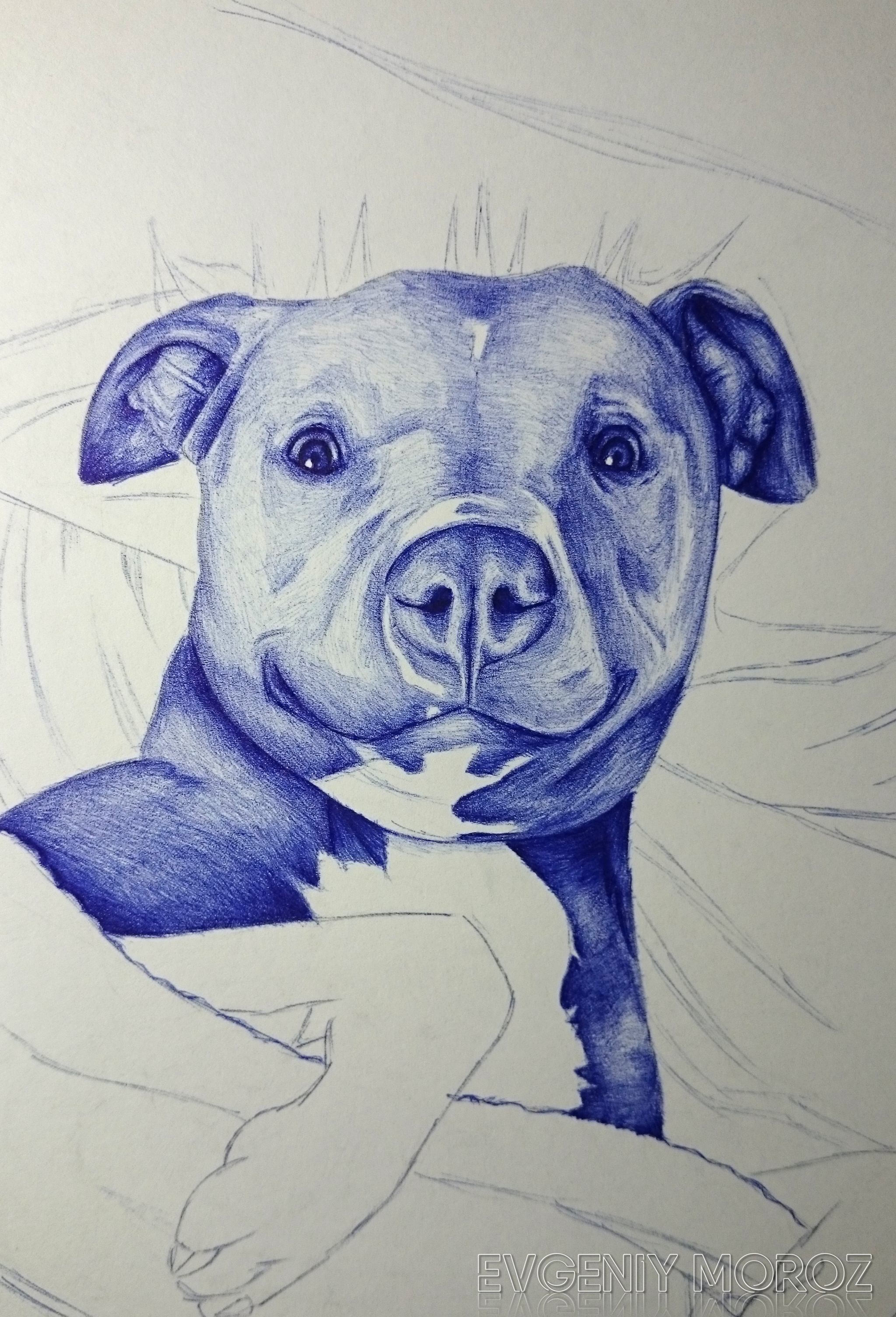 Собака рисунок ручкой