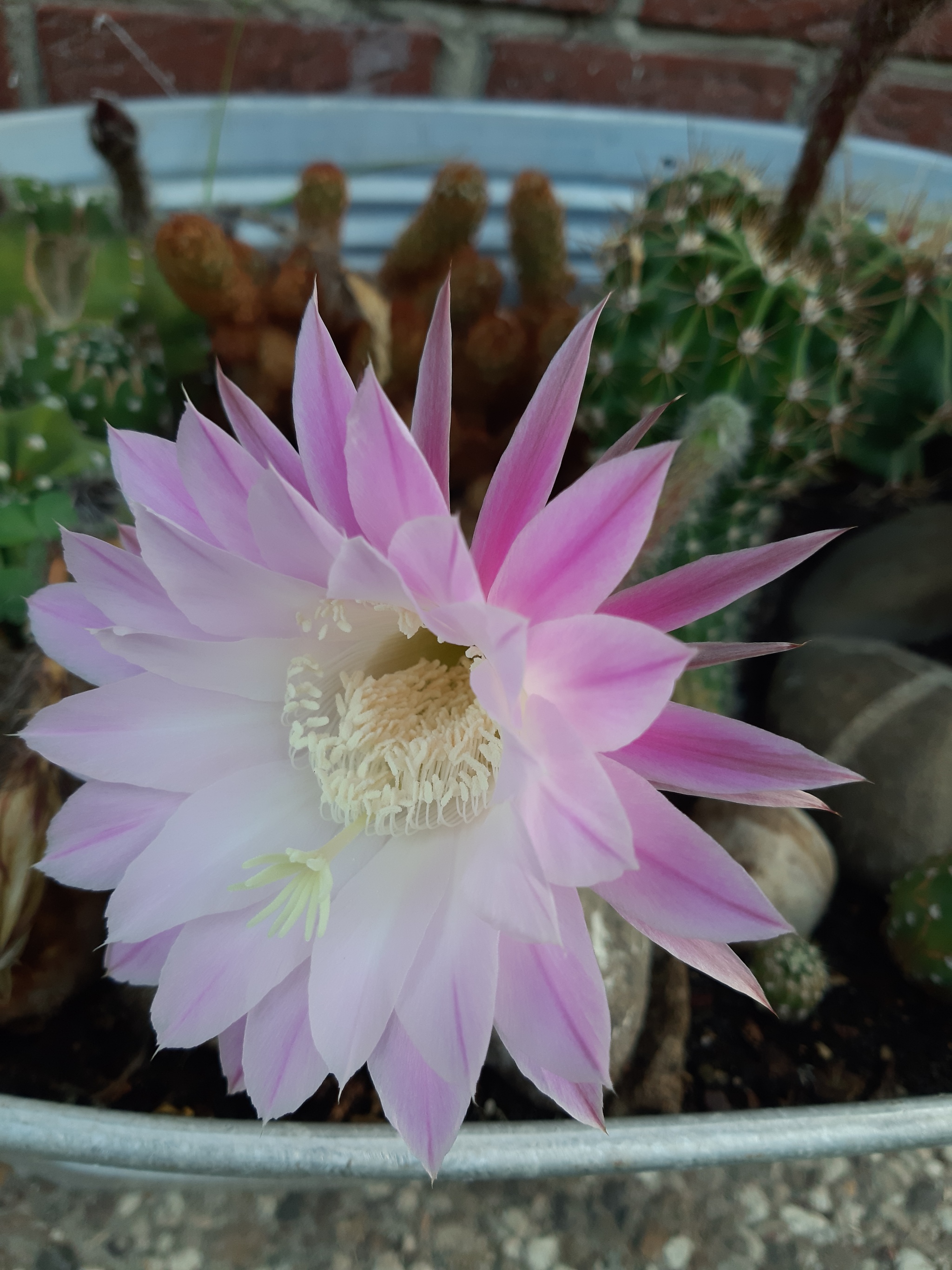 cacti - My, Blooming cacti, Exotic plants, Houseplants, Longpost, Cactus