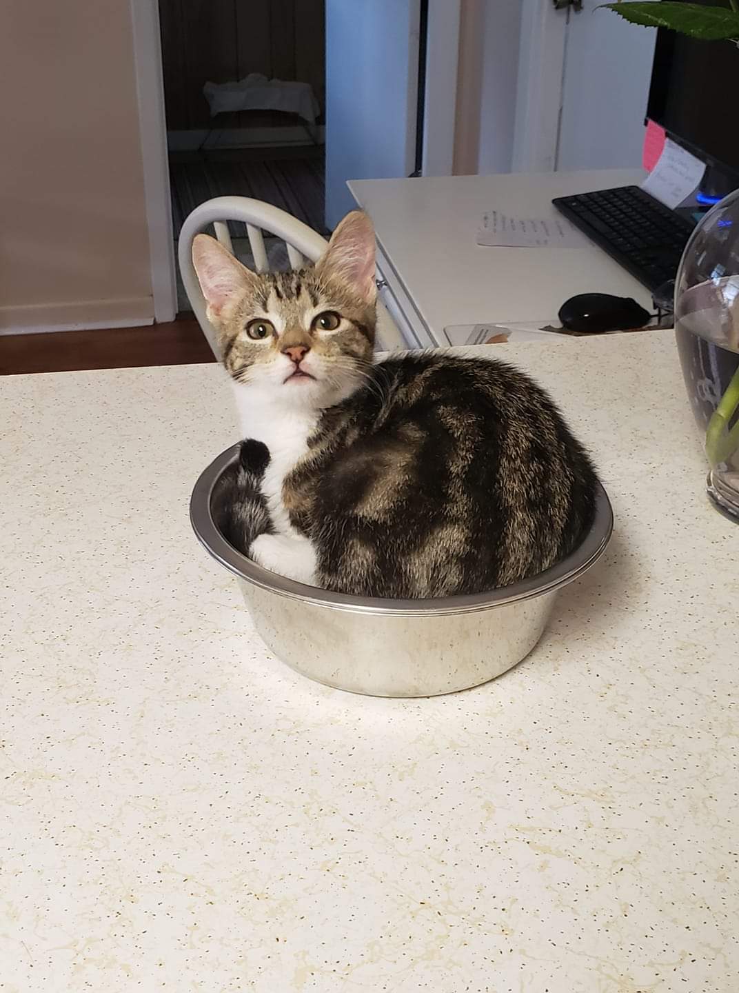 Soup with cat - cat, A bowl, Lies, Cats are liquid