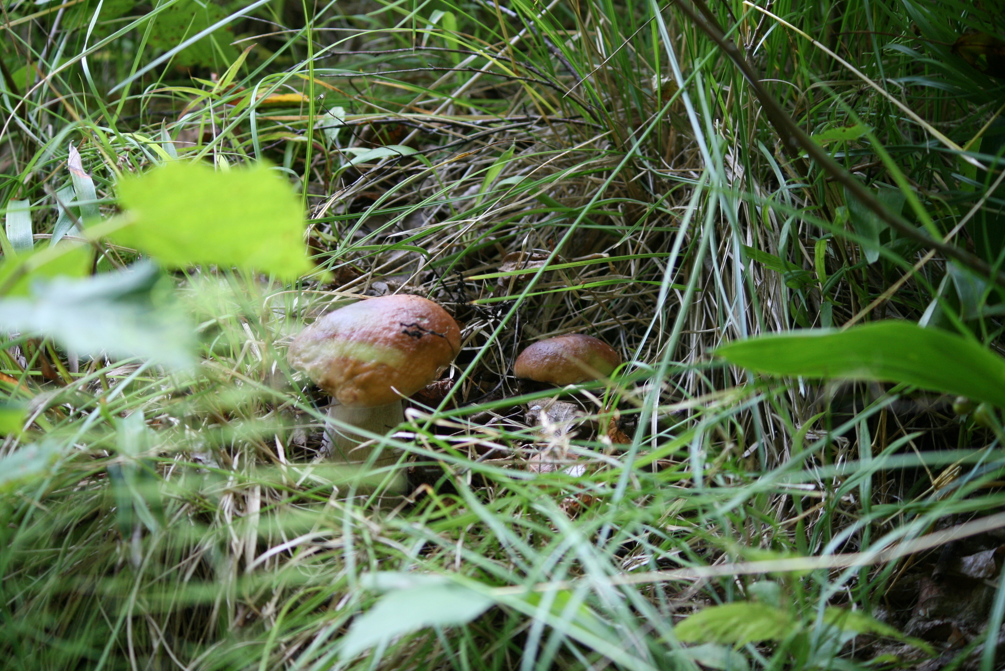 Vasily Ivanovich! Whites in the forest! - My, Leningrad region, Forest, Silent hunt, Mushrooms, Longpost