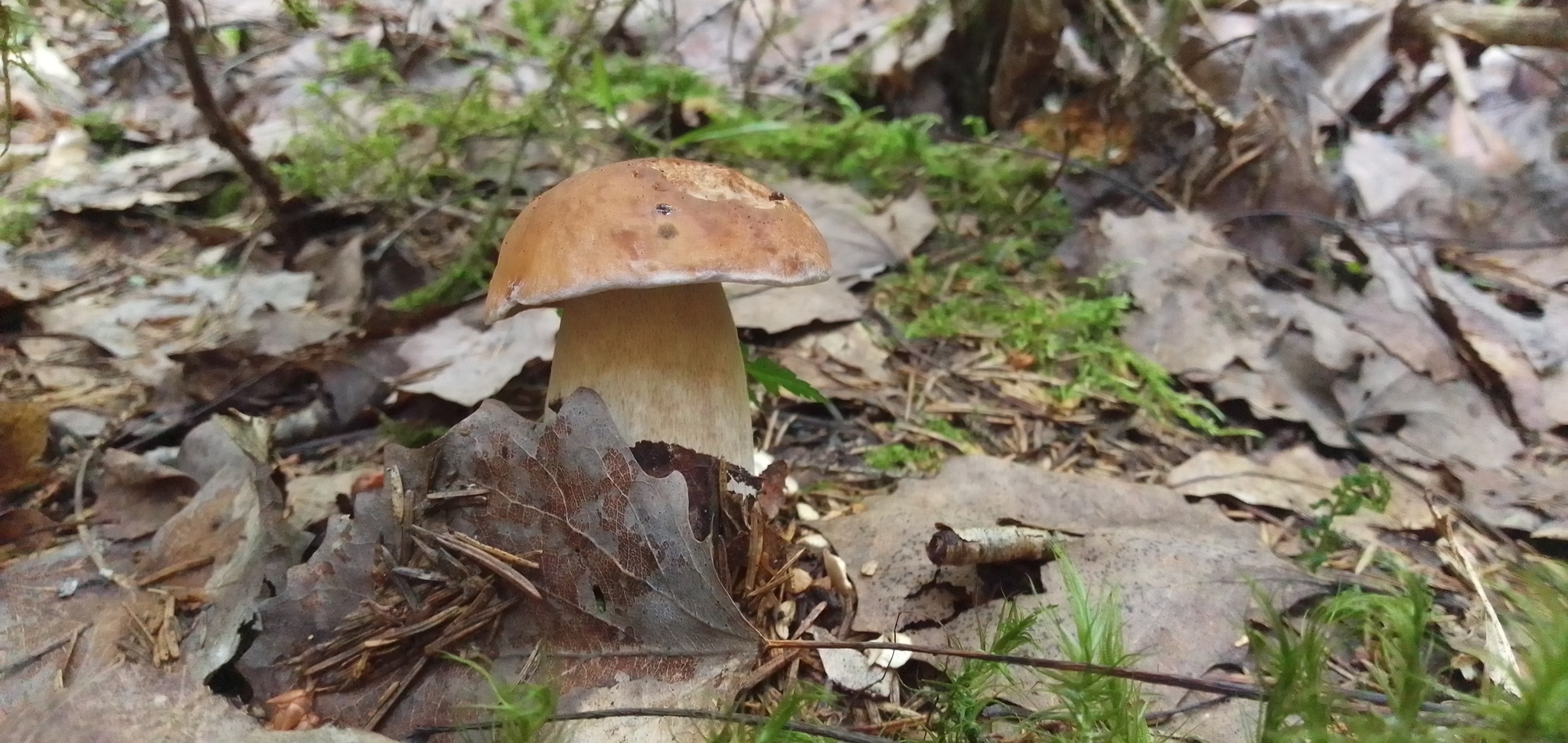 Vasily Ivanovich! Whites in the forest! - My, Leningrad region, Forest, Silent hunt, Mushrooms, Longpost