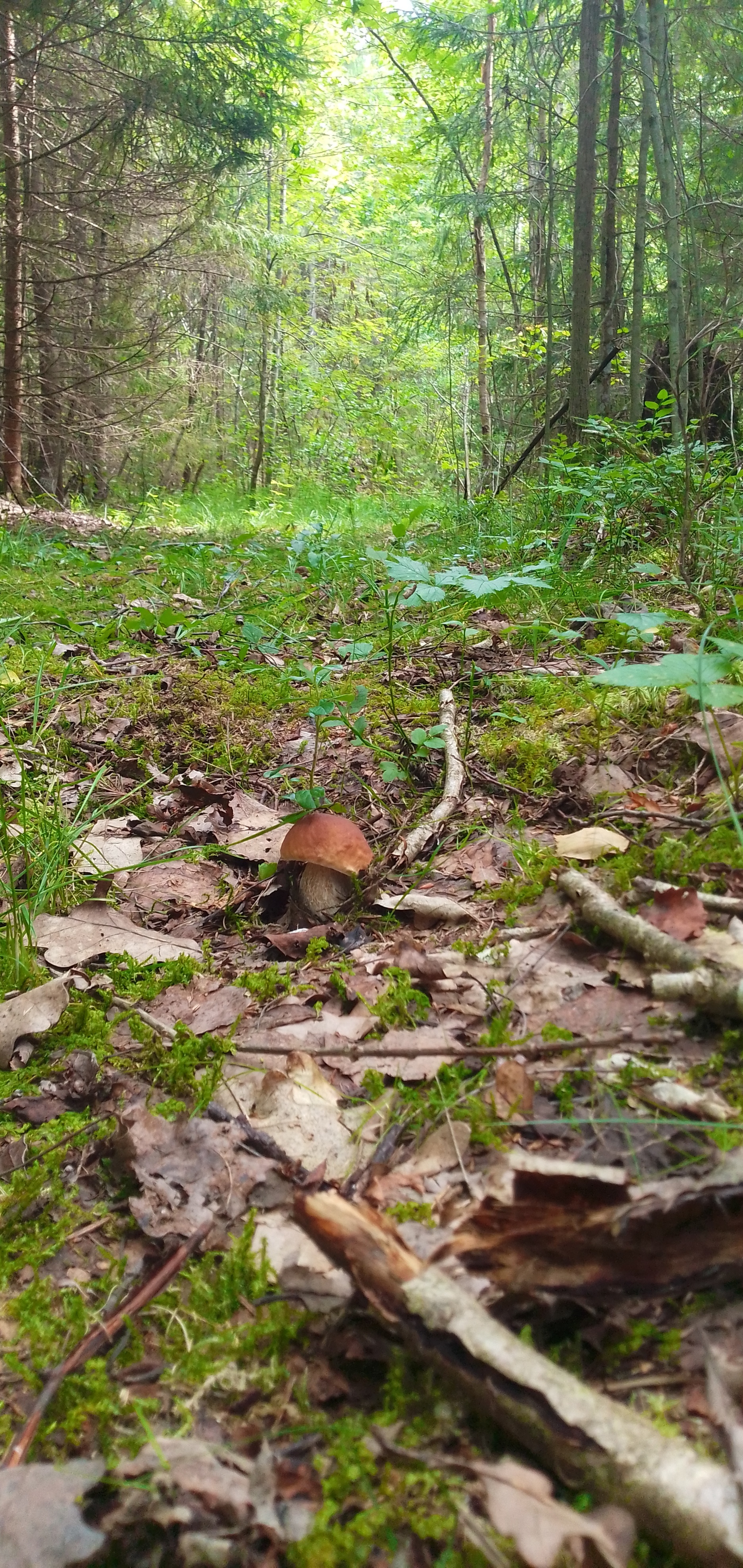 Vasily Ivanovich! Whites in the forest! - My, Leningrad region, Forest, Silent hunt, Mushrooms, Longpost