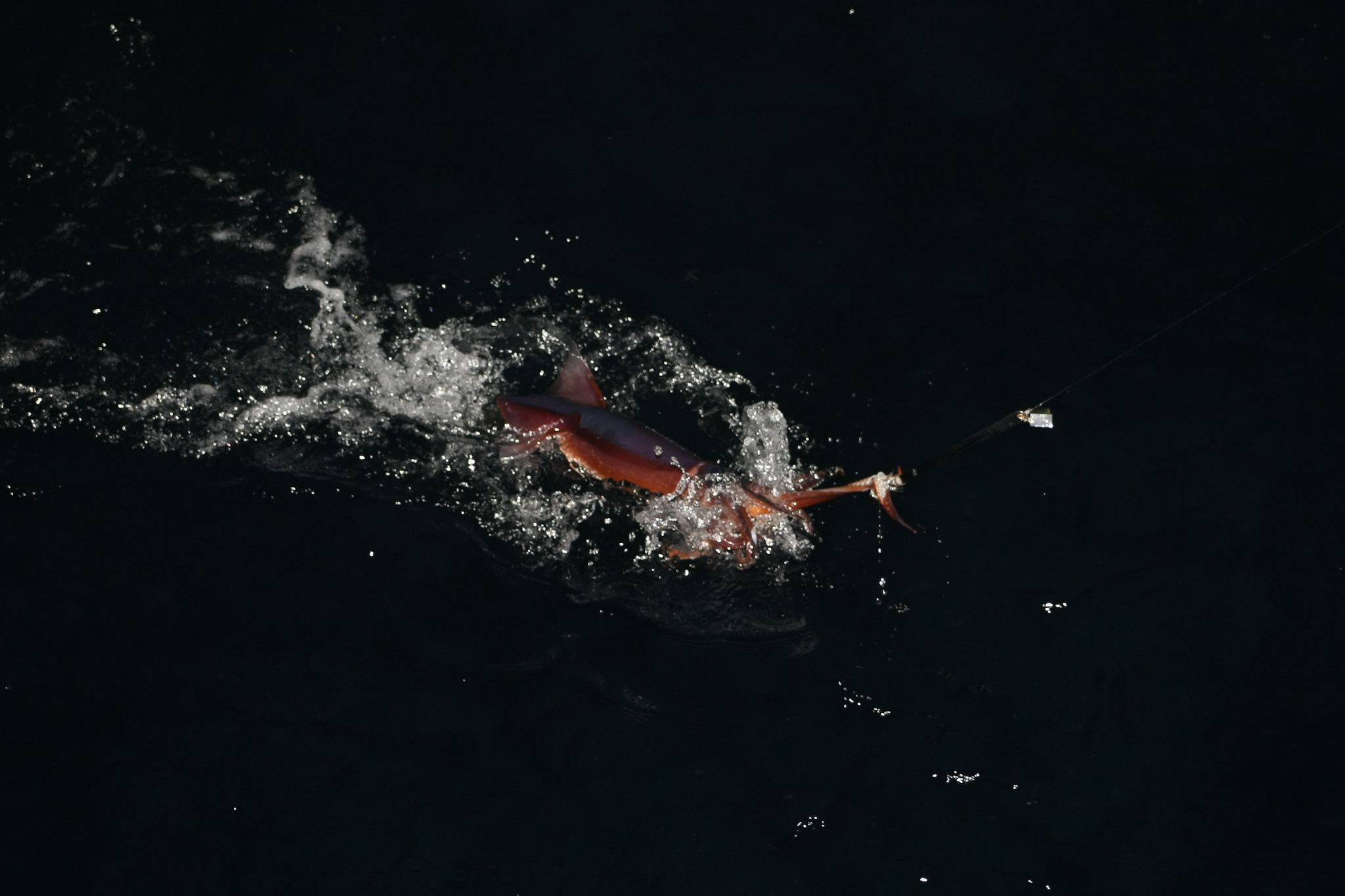 Sea locust. Continuation - My, Work at sea, Fishermen, Squid, Longpost, The photo