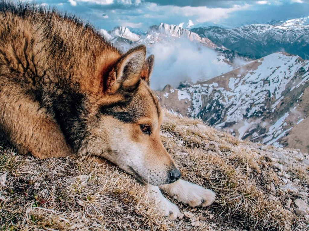 Rest after climbing - The mountains, Dog, Relaxation