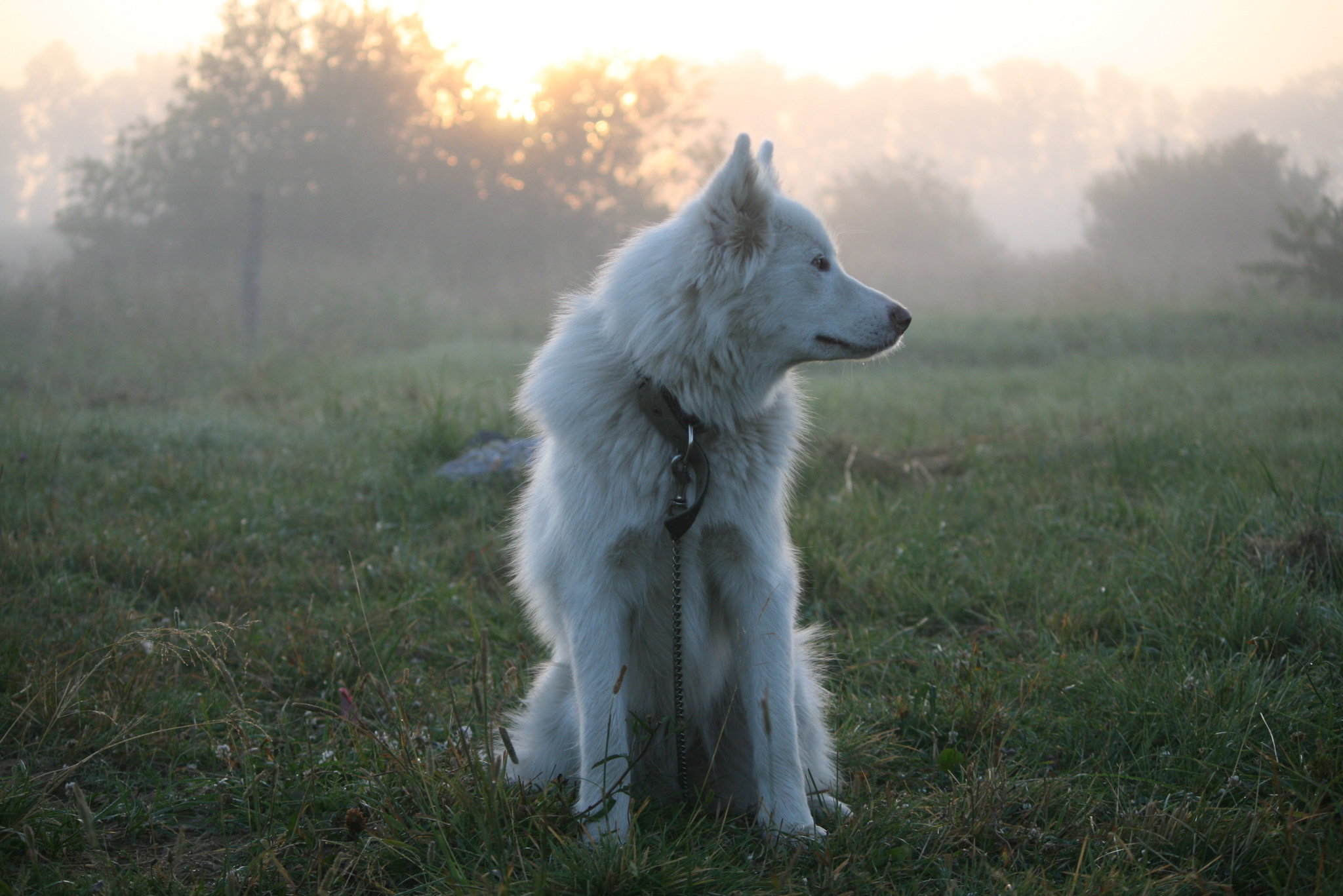 Dawn Dog - My, Dog, Alaskan Malamute, Village, dawn, Morning, Longpost