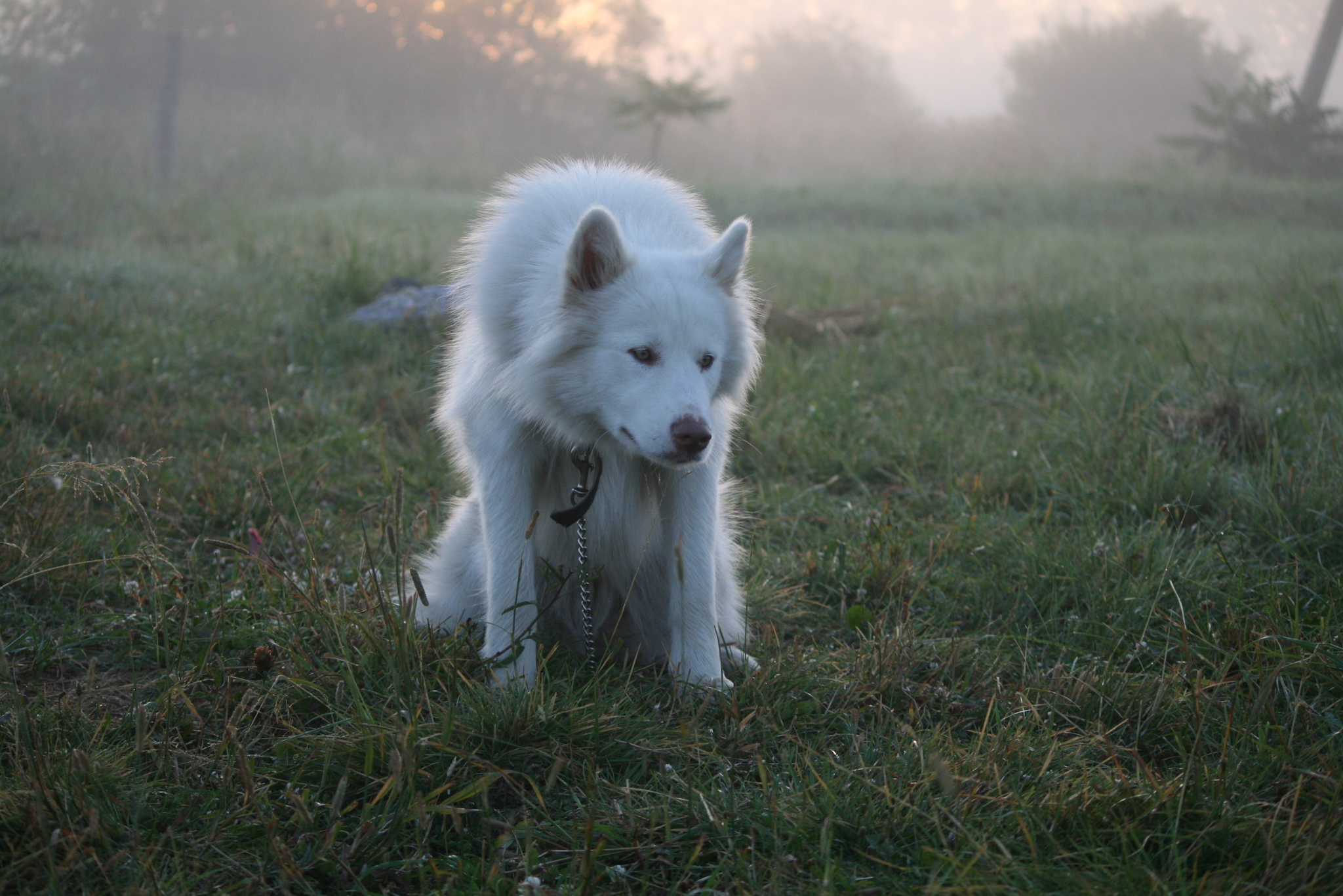 Dawn Dog - My, Dog, Alaskan Malamute, Village, dawn, Morning, Longpost