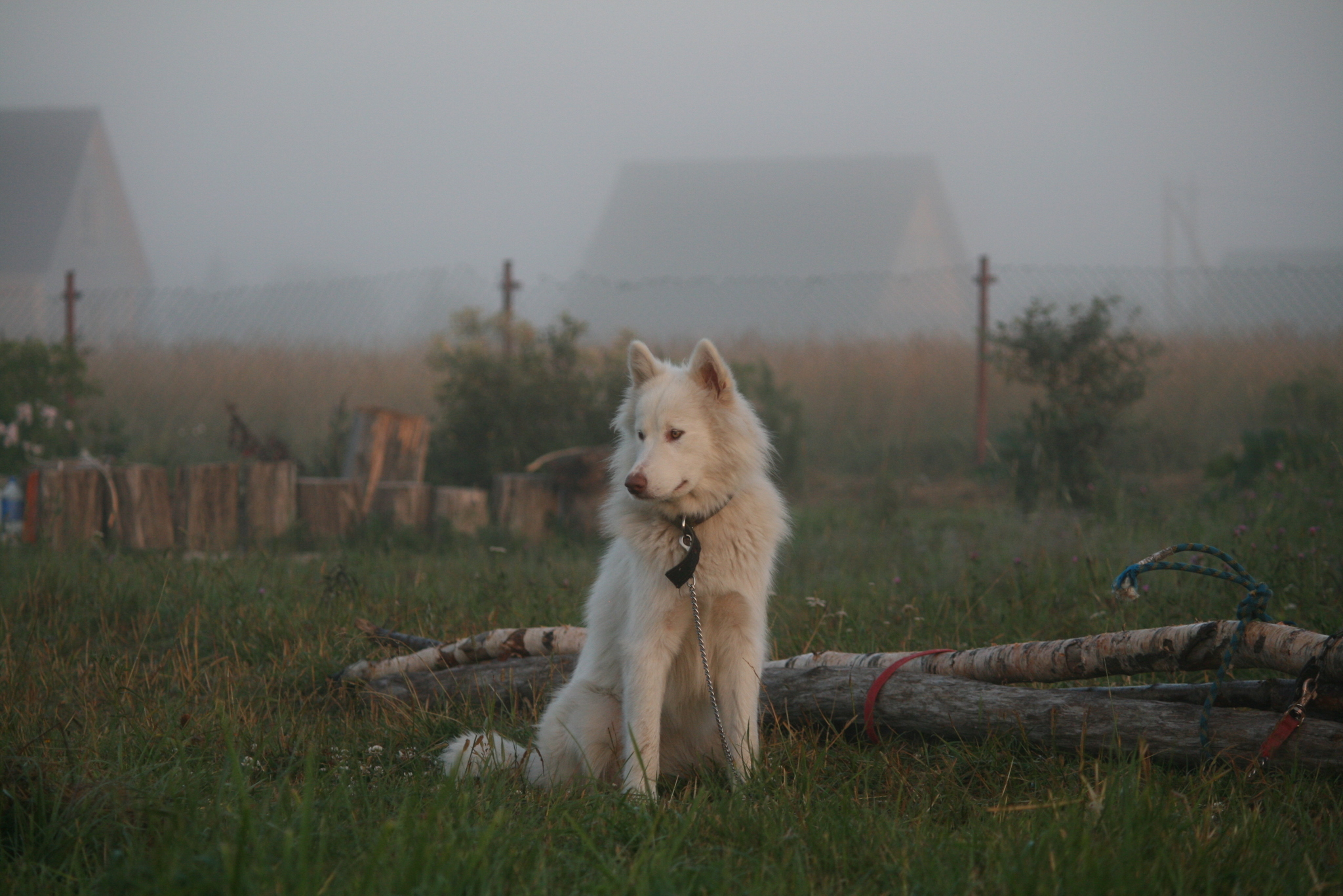 Dawn Dog - My, Dog, Alaskan Malamute, Village, dawn, Morning, Longpost