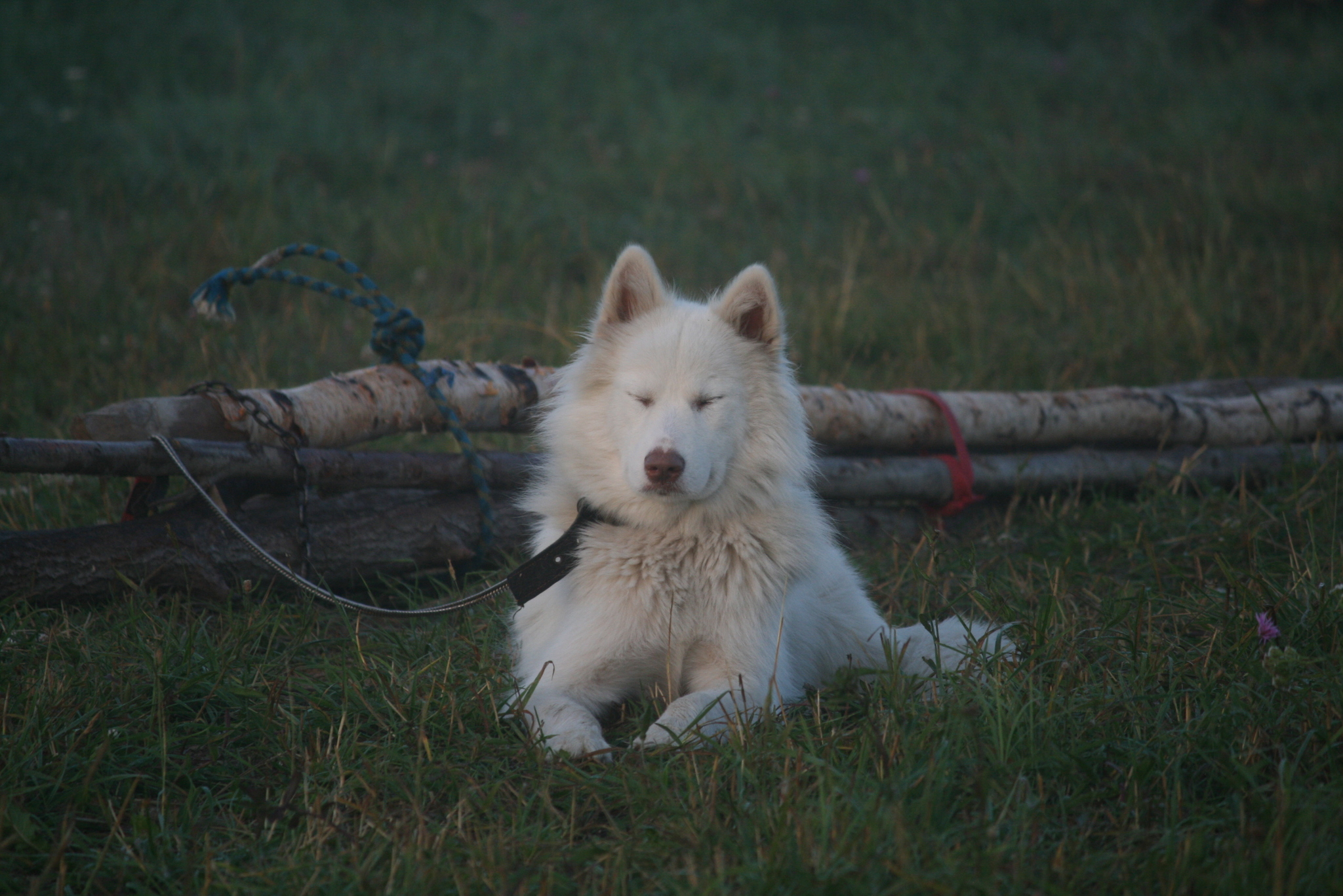 Dawn Dog - My, Dog, Alaskan Malamute, Village, dawn, Morning, Longpost