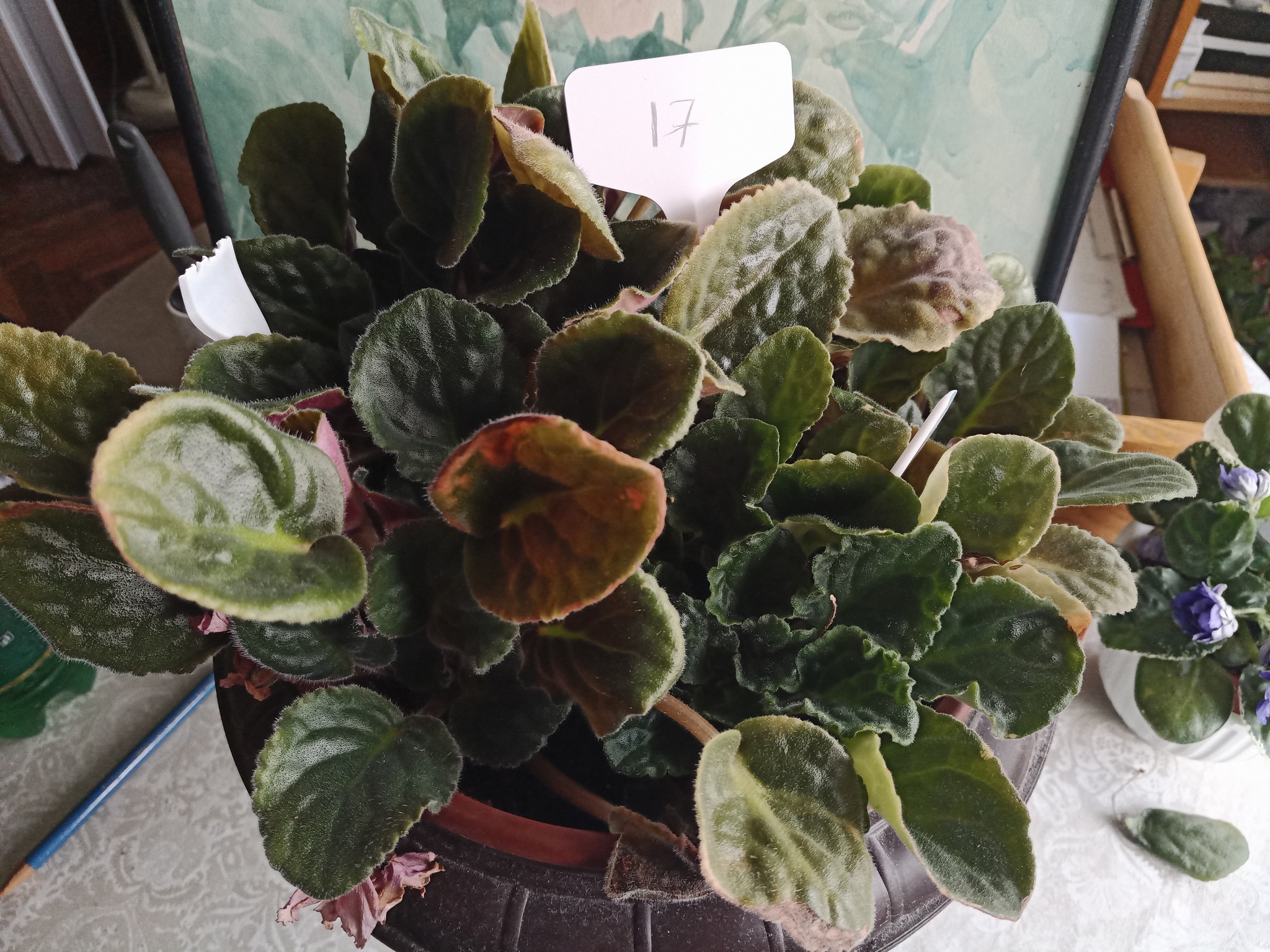 Flowers need new owners, and I need answers to questions. St. Petersburg - My, Flowers, In good hands, Houseplants, Saint Petersburg, Longpost, No rating, Is free, Plants