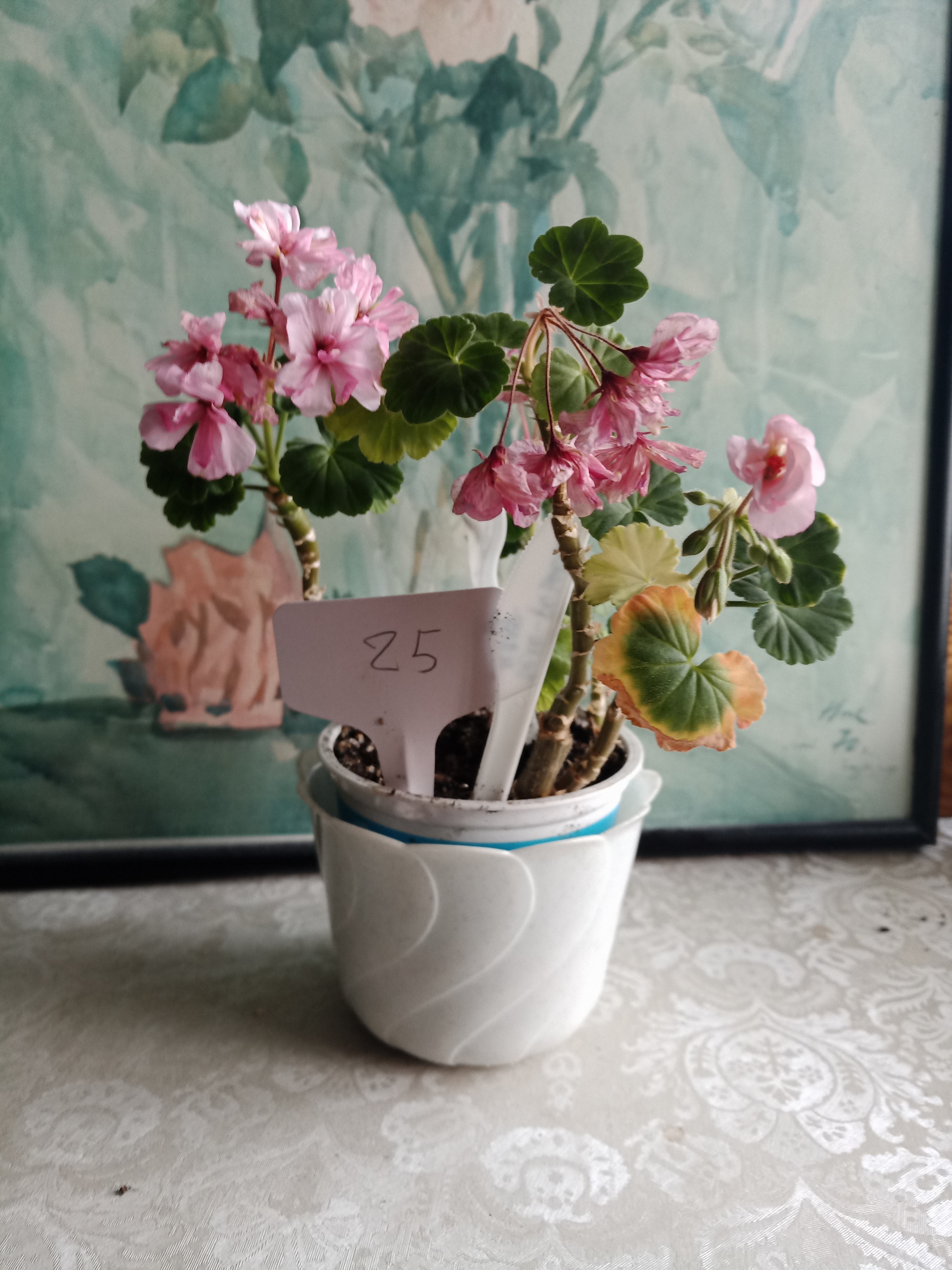 Flowers need new owners, and I need answers to questions. St. Petersburg - My, Flowers, In good hands, Houseplants, Saint Petersburg, Longpost, No rating, Is free, Plants