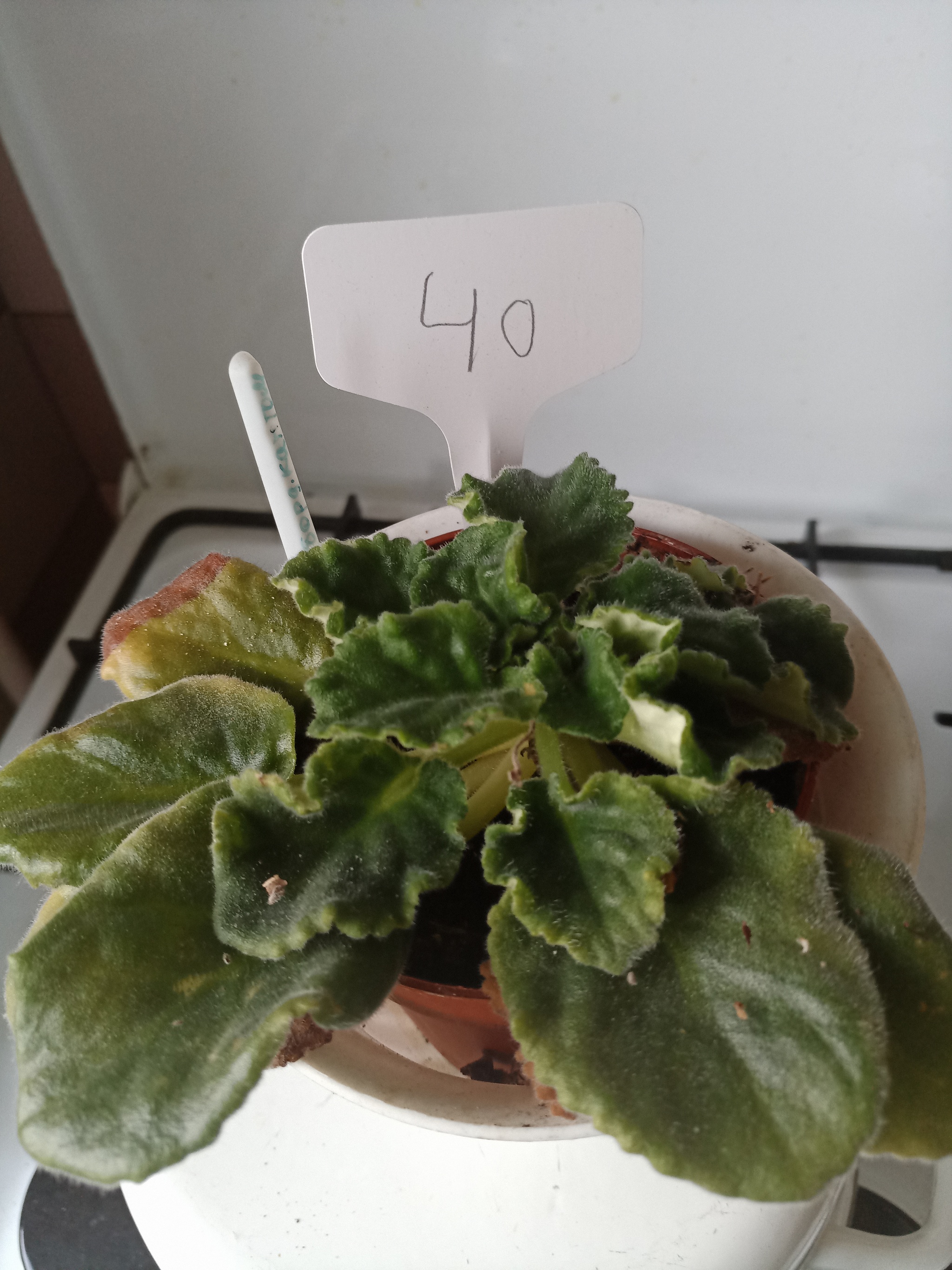 Flowers need new owners, and I need answers to questions. St. Petersburg - My, Flowers, In good hands, Houseplants, Saint Petersburg, Longpost, No rating, Is free, Plants