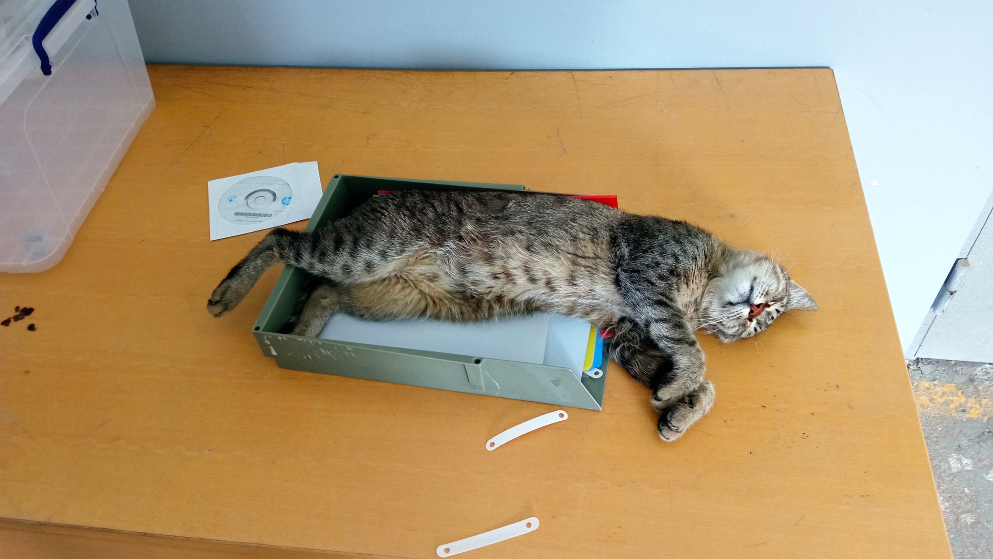 All cats love boxes - My, cat, Box, Photo on sneaker