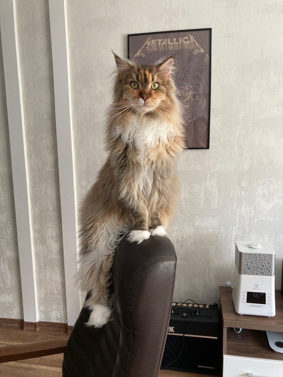 The cat has lost a lot of weight and looks younger - My, Maine Coon, Longpost, cat