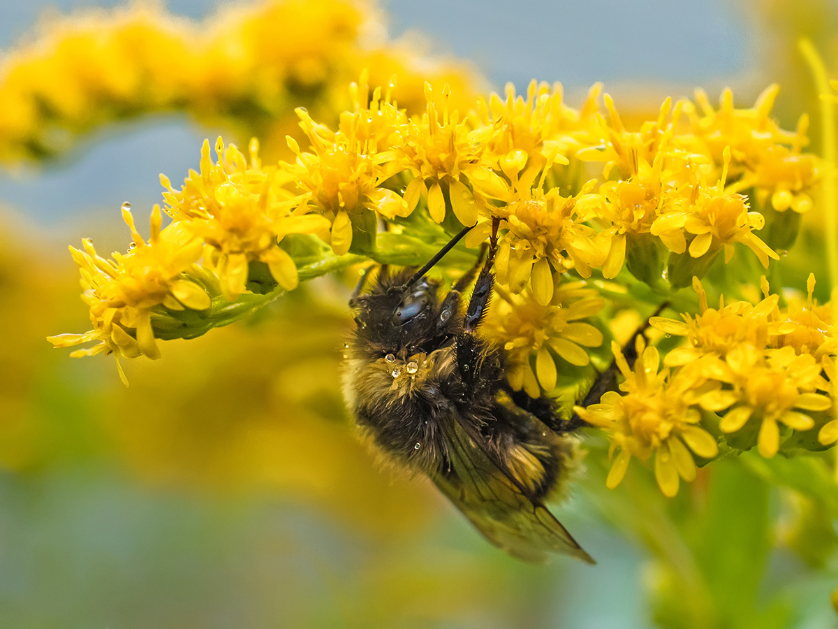 Frozen bumblebee on goldenrod - My, Macro, Macro photography, Bumblebee, Olympus