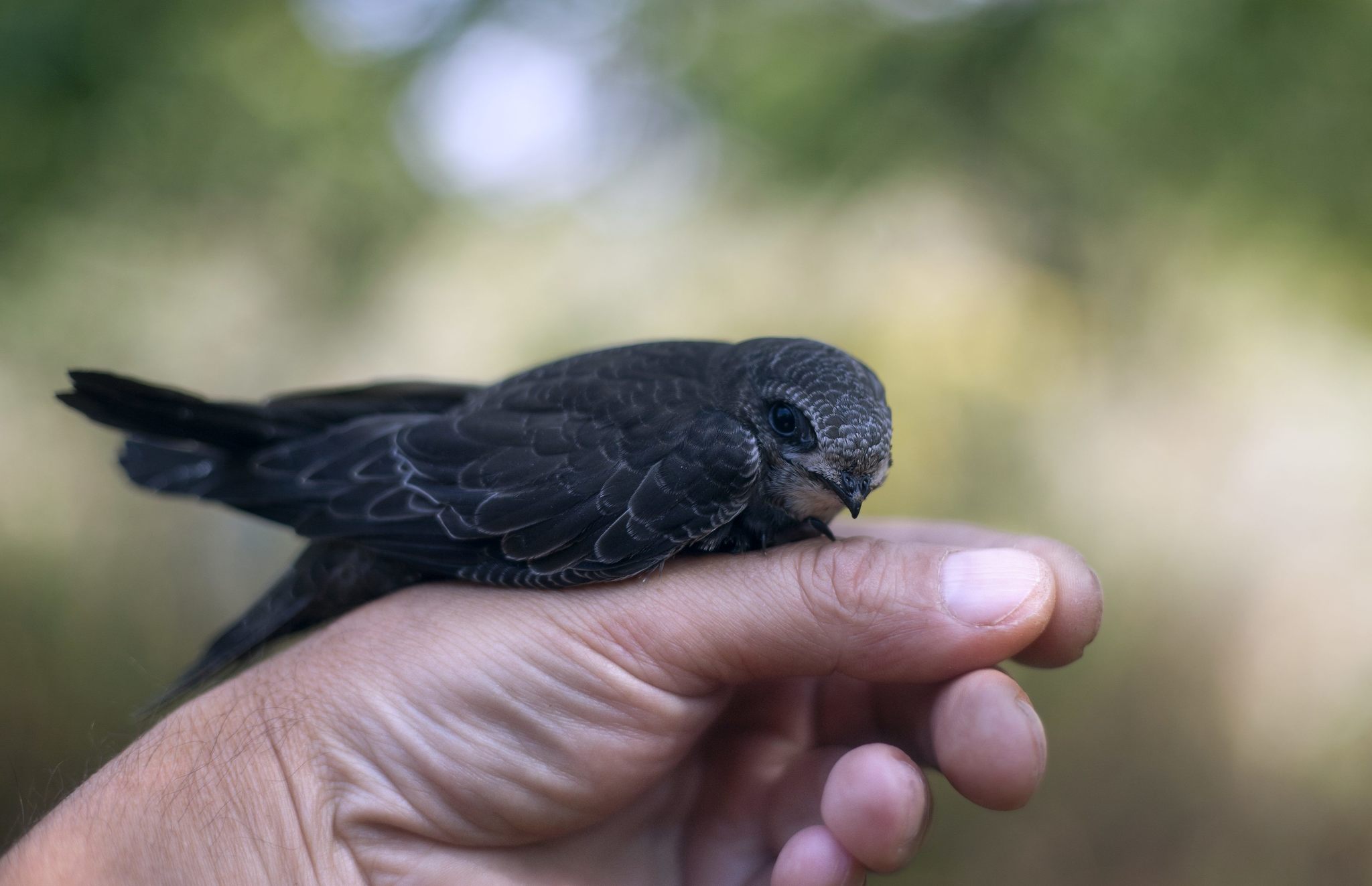 And again the swift - My, Birds, Black Swift, Apus apus, Chick, Feeding, The photo, Longpost