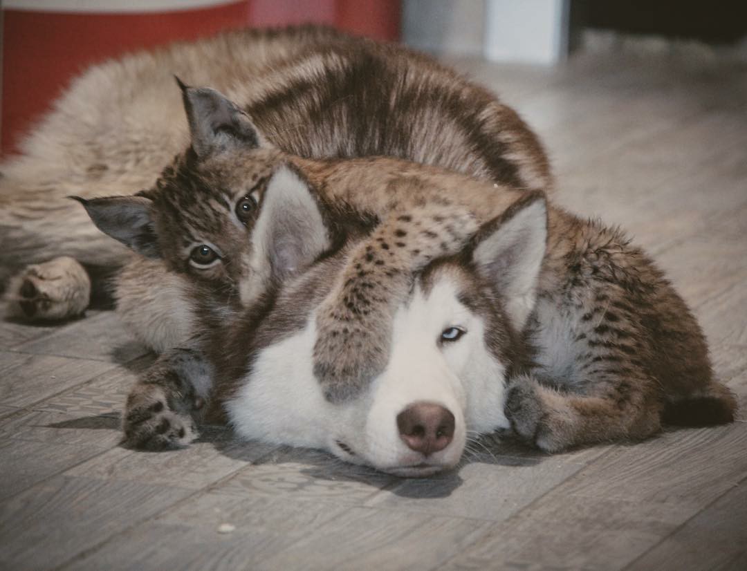 A girl from Russia rescued two lynxes from a fur farm and gave them a new life with dogs and horses. - Lynx, Domestic lynx, Dog, Horses, Animals, Longpost, Young, Pets, Lynx