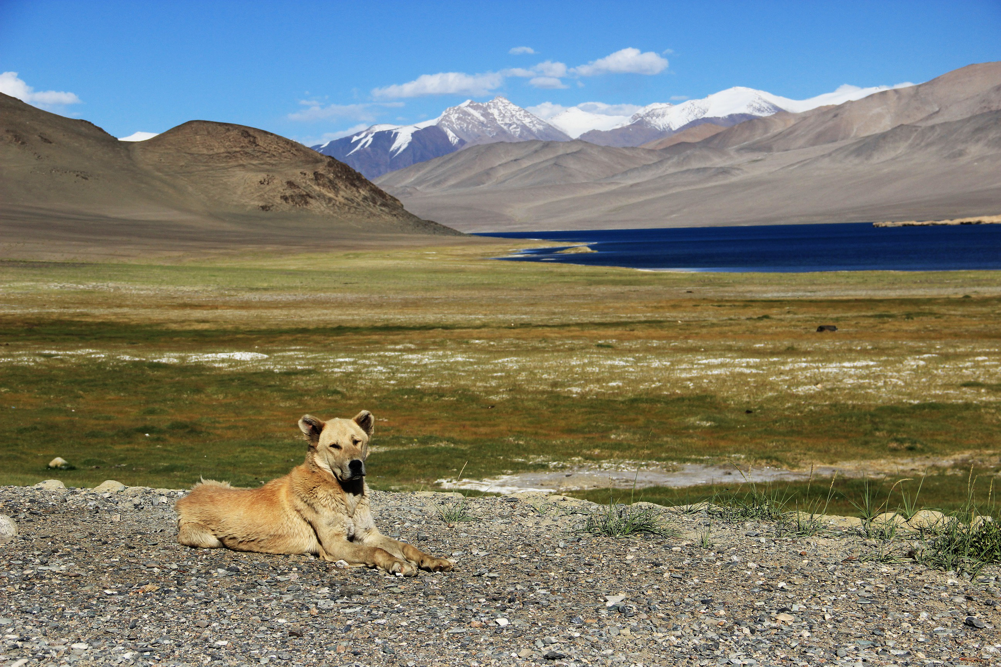 A dog named Leva) - My, Dog, The mountains, Pamir, Tajikistan