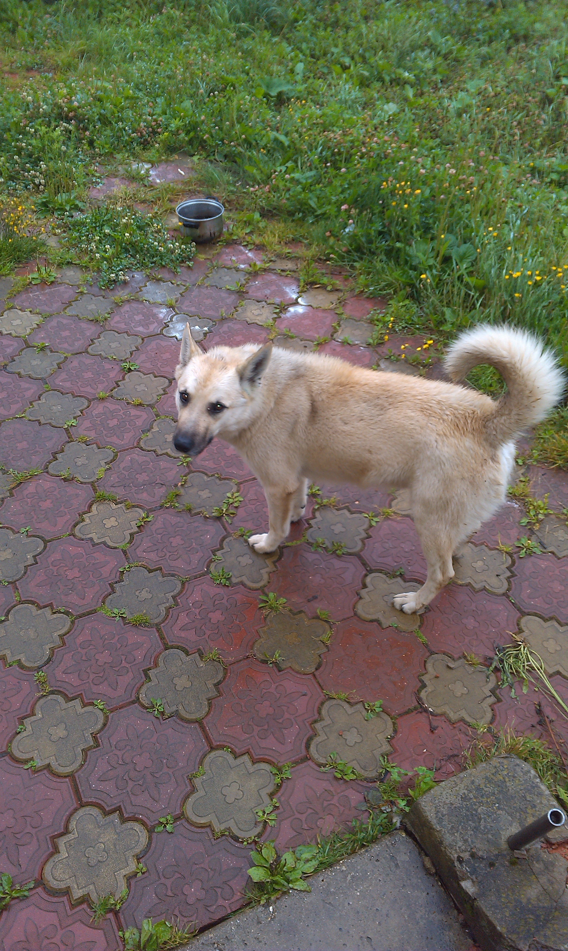 Smart yard dog for sale in the Svetlogorsk region - My, In good hands, Help, Animals, Dog, Longpost, Svetlogorsk, Moscow region, No rating