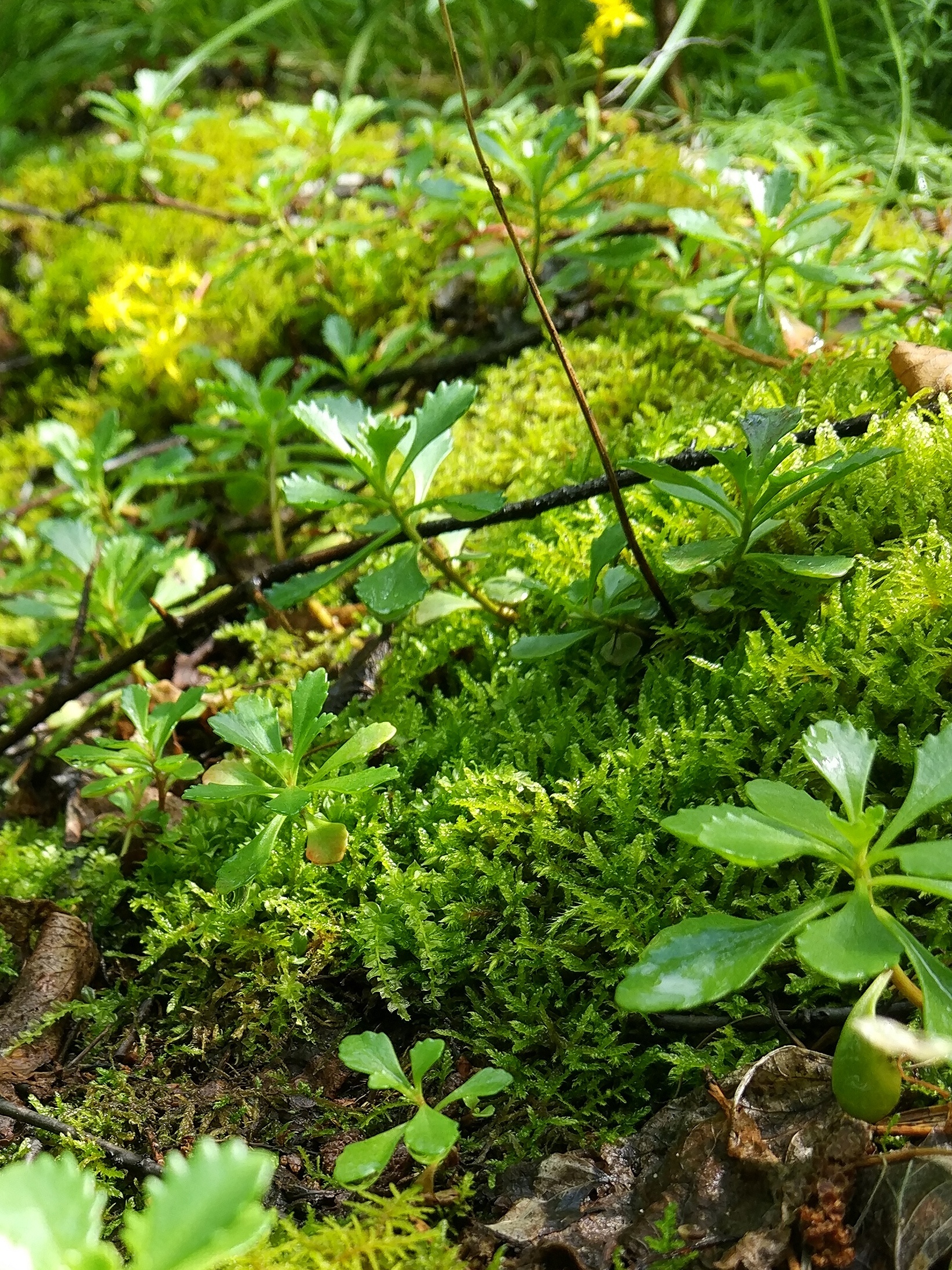 Friday from the Altai Mountains - My, Nature, Mobile photography, Altai Republic, Macro photography, Longpost