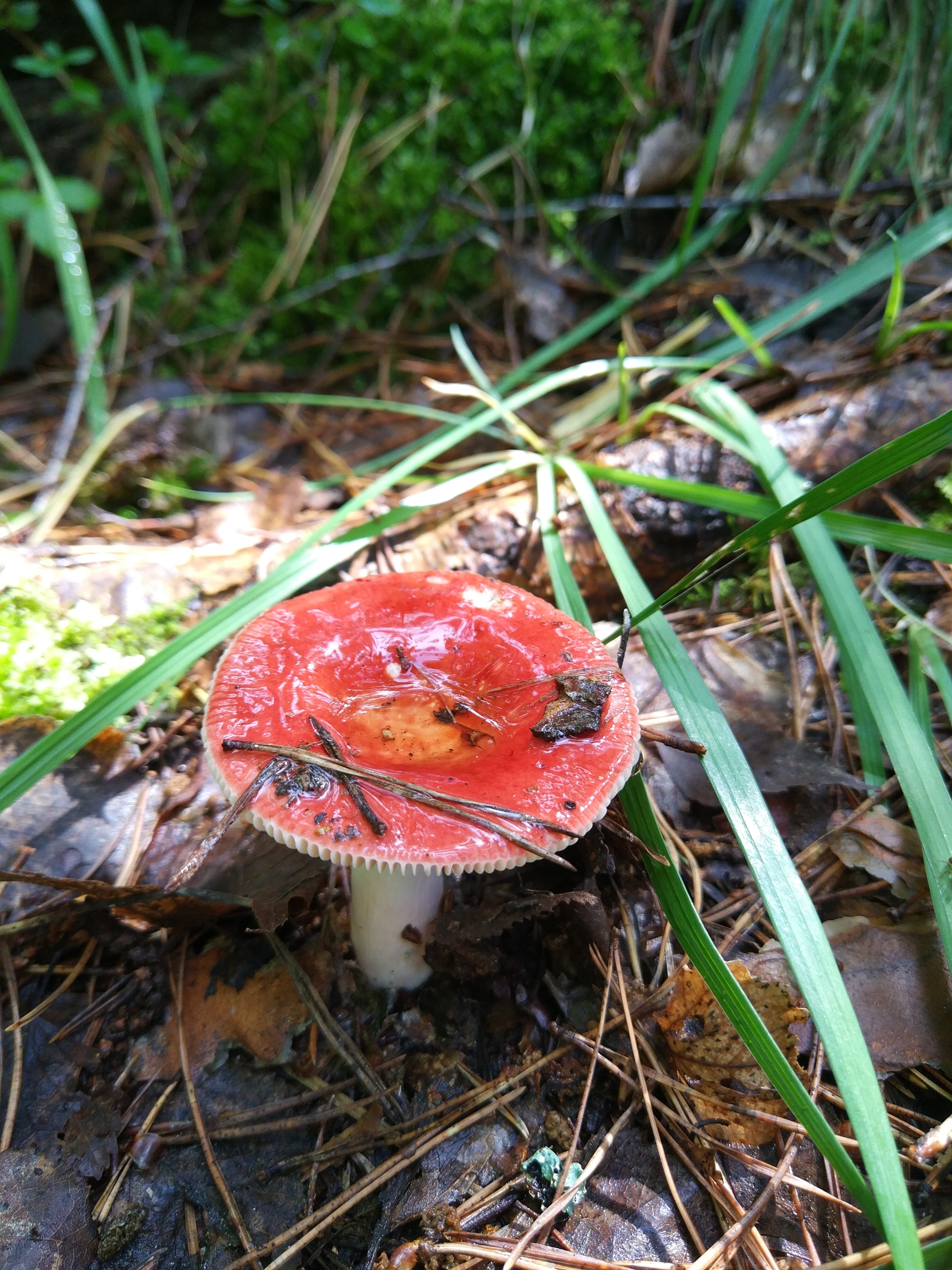 Friday from the Altai Mountains - My, Nature, Mobile photography, Altai Republic, Macro photography, Longpost