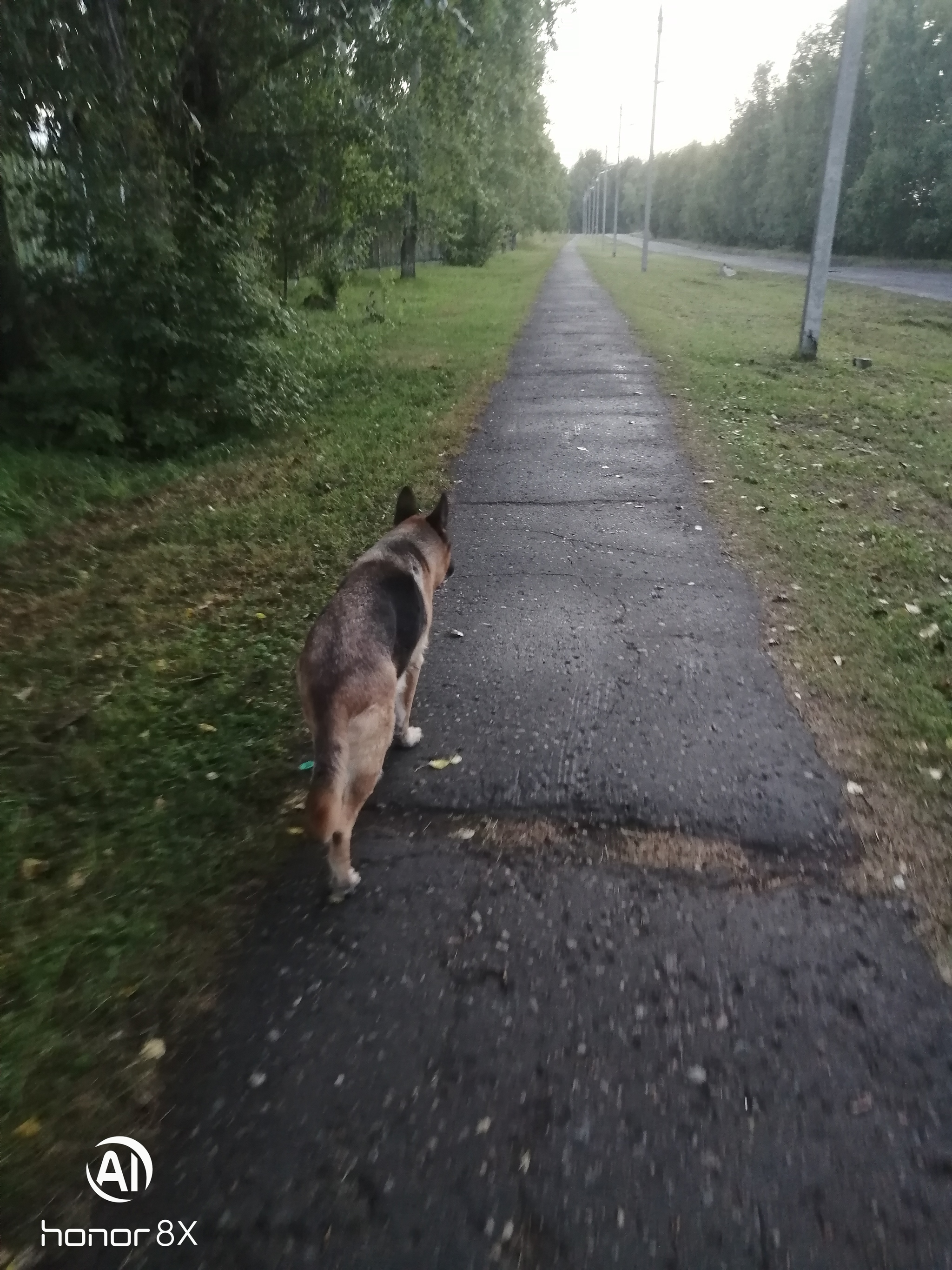 The smell of autumn - My, Walk in the woods, Autumn, Best friend, Dog, Longpost