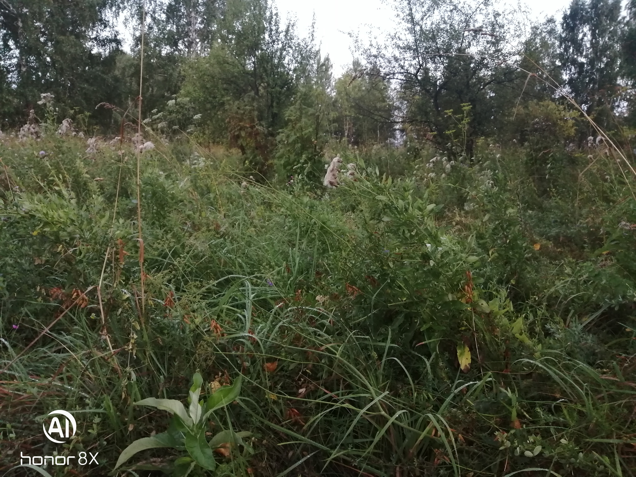 The smell of autumn - My, Walk in the woods, Autumn, Best friend, Dog, Longpost