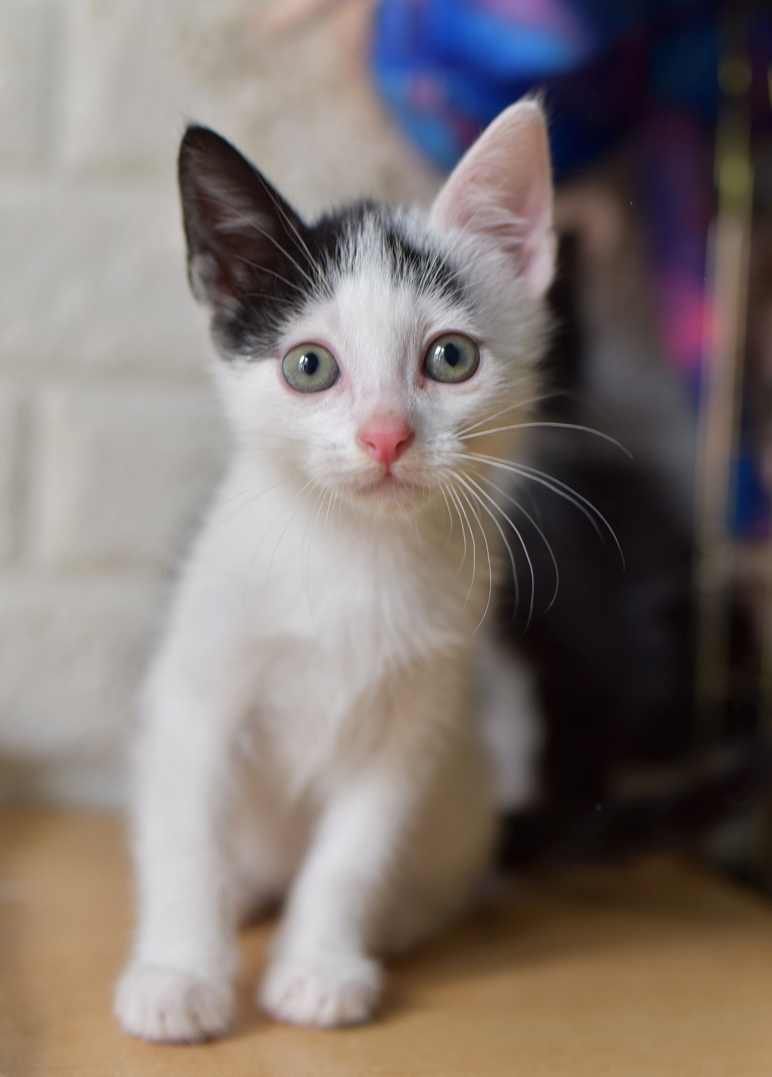 Bouquet of kittens from the Priozersky shelter - My, In good hands, No rating, Kittens, Longpost, Saint Petersburg, cat