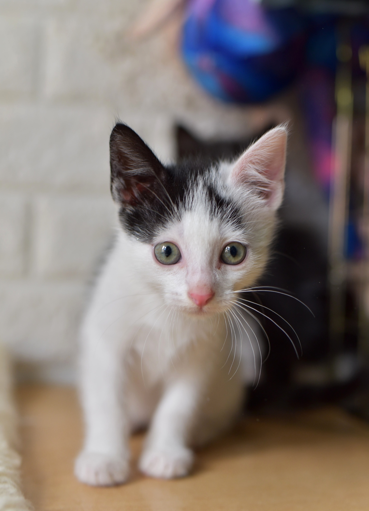 Bouquet of kittens from the Priozersky shelter - My, In good hands, No rating, Kittens, Longpost, Saint Petersburg, cat