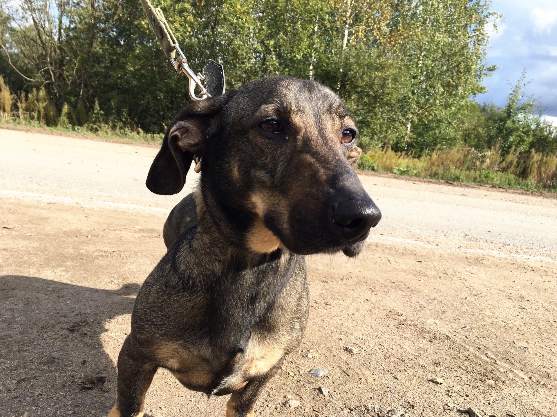 The smallest and proudest resident of the shelter - My, Animal shelter, Dachshund, Dog, Kindness, Good, Pets, Longpost, Saint Petersburg, No rating