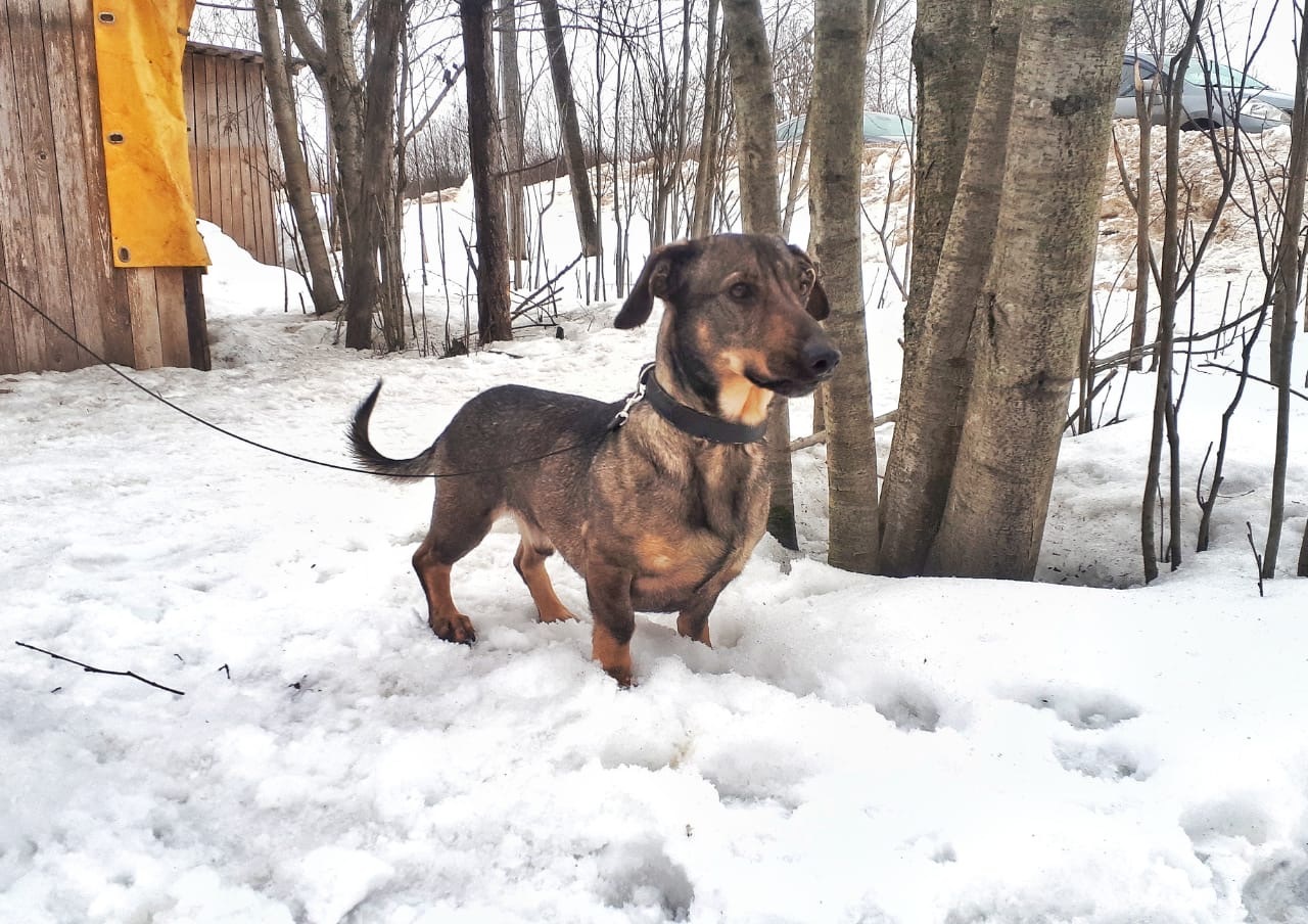 The smallest and proudest resident of the shelter - My, Animal shelter, Dachshund, Dog, Kindness, Good, Pets, Longpost, Saint Petersburg, No rating