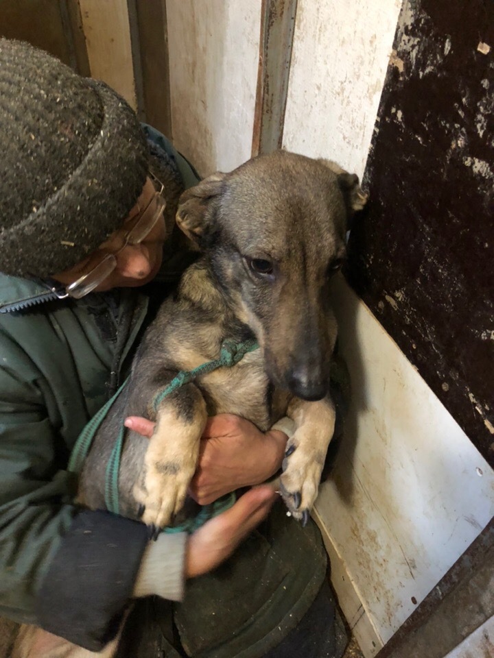 The smallest and proudest resident of the shelter - My, Animal shelter, Dachshund, Dog, Kindness, Good, Pets, Longpost, Saint Petersburg, No rating