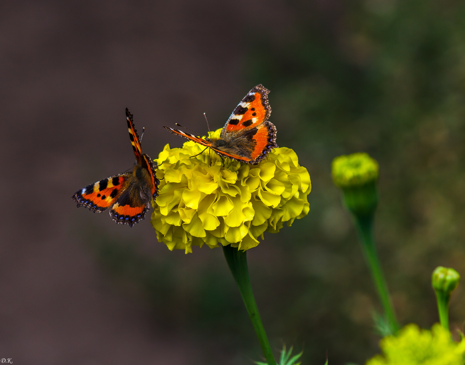 Butterflies - My, The photo, Amateur photographer, Insects, Butterfly